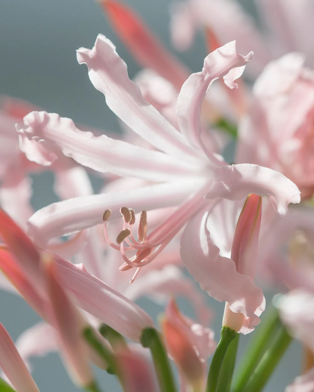 Nerine 'Vesta'