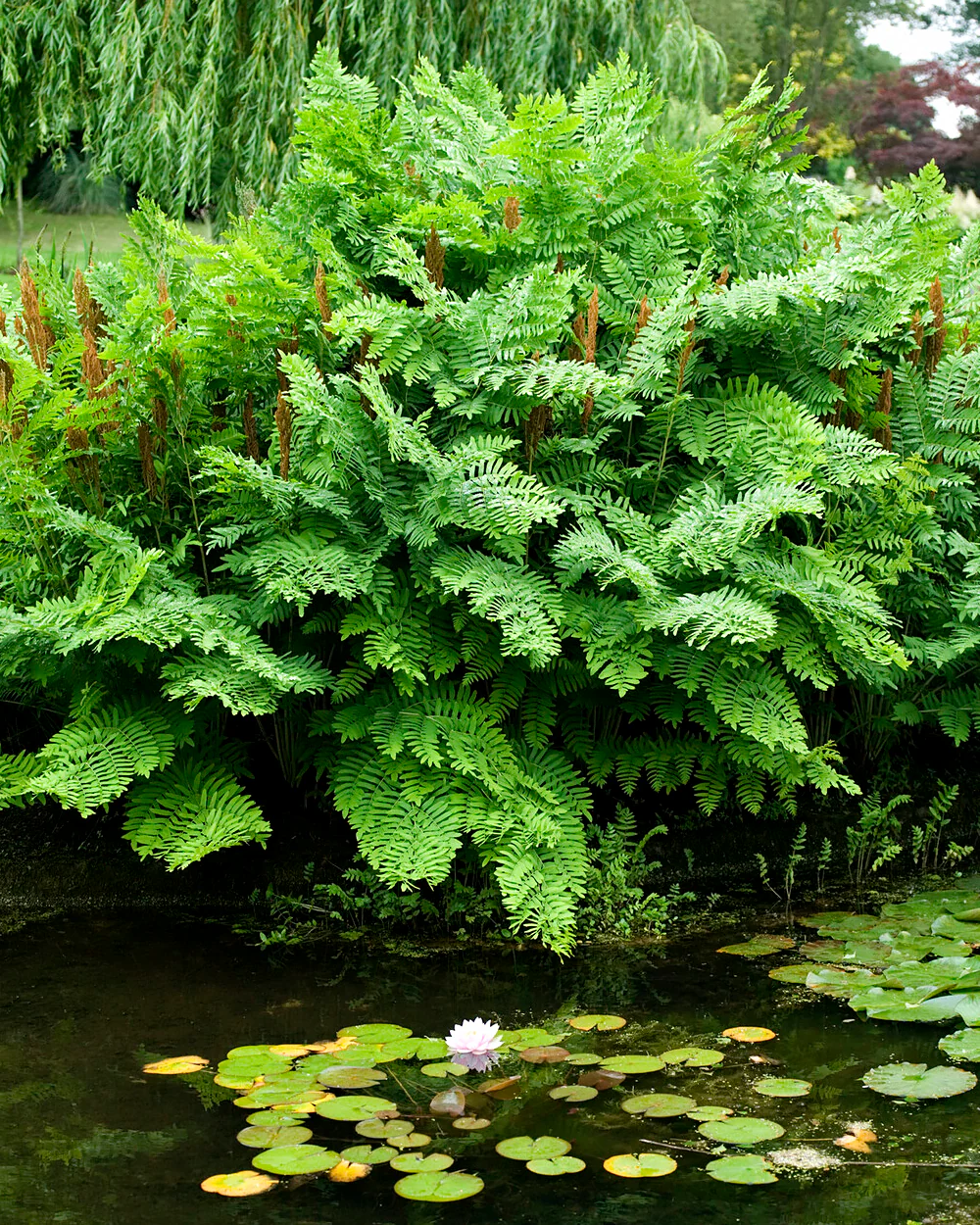 Osmunda regalis - Image 2
