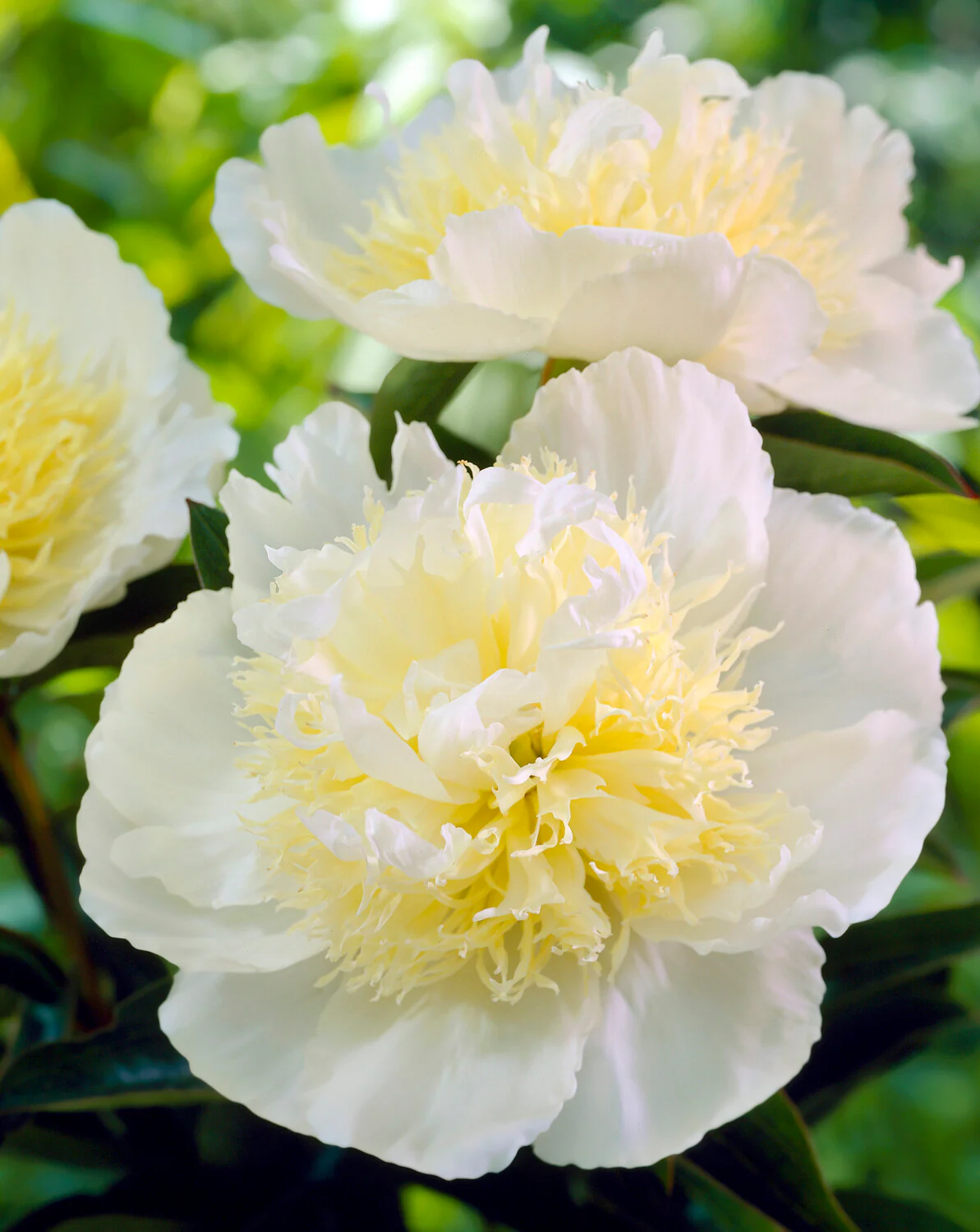Paeonia 'Honey Gold'