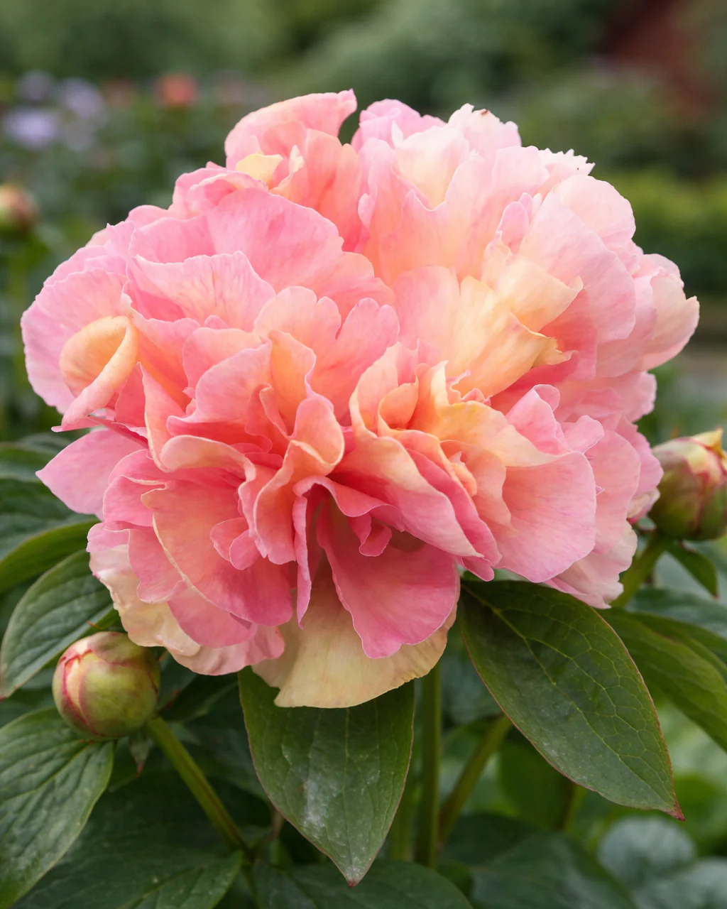 Paeonia 'Lois Choice'