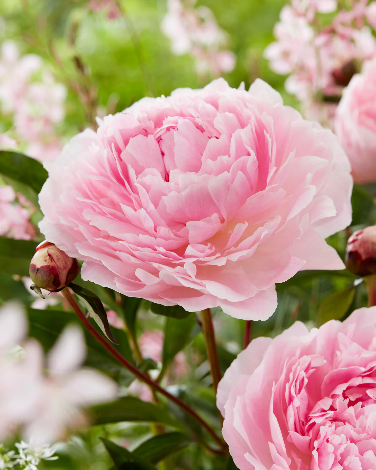 Paeonia 'Reine Hortense'