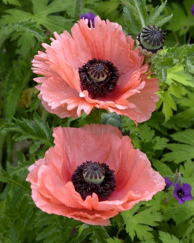 Papaver 'Aglaja'