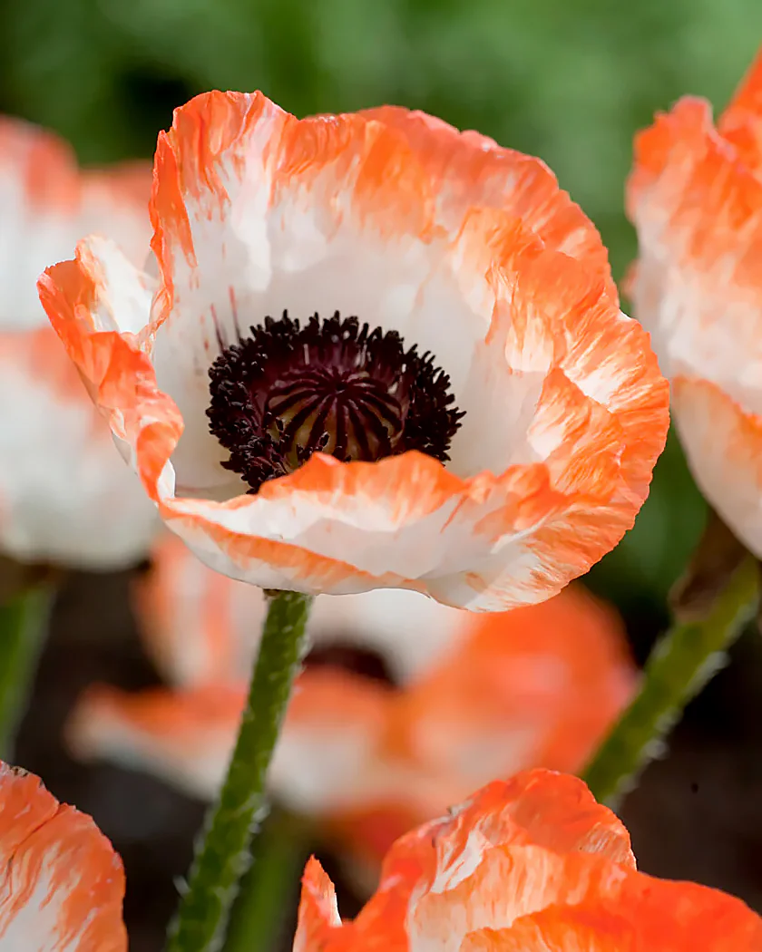 Papaver 'Picotee'