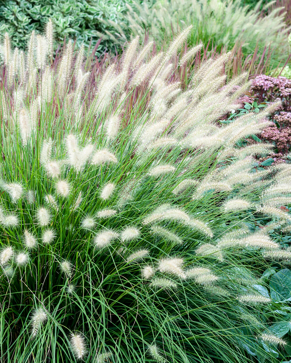 Pennisetum 'Hameln'