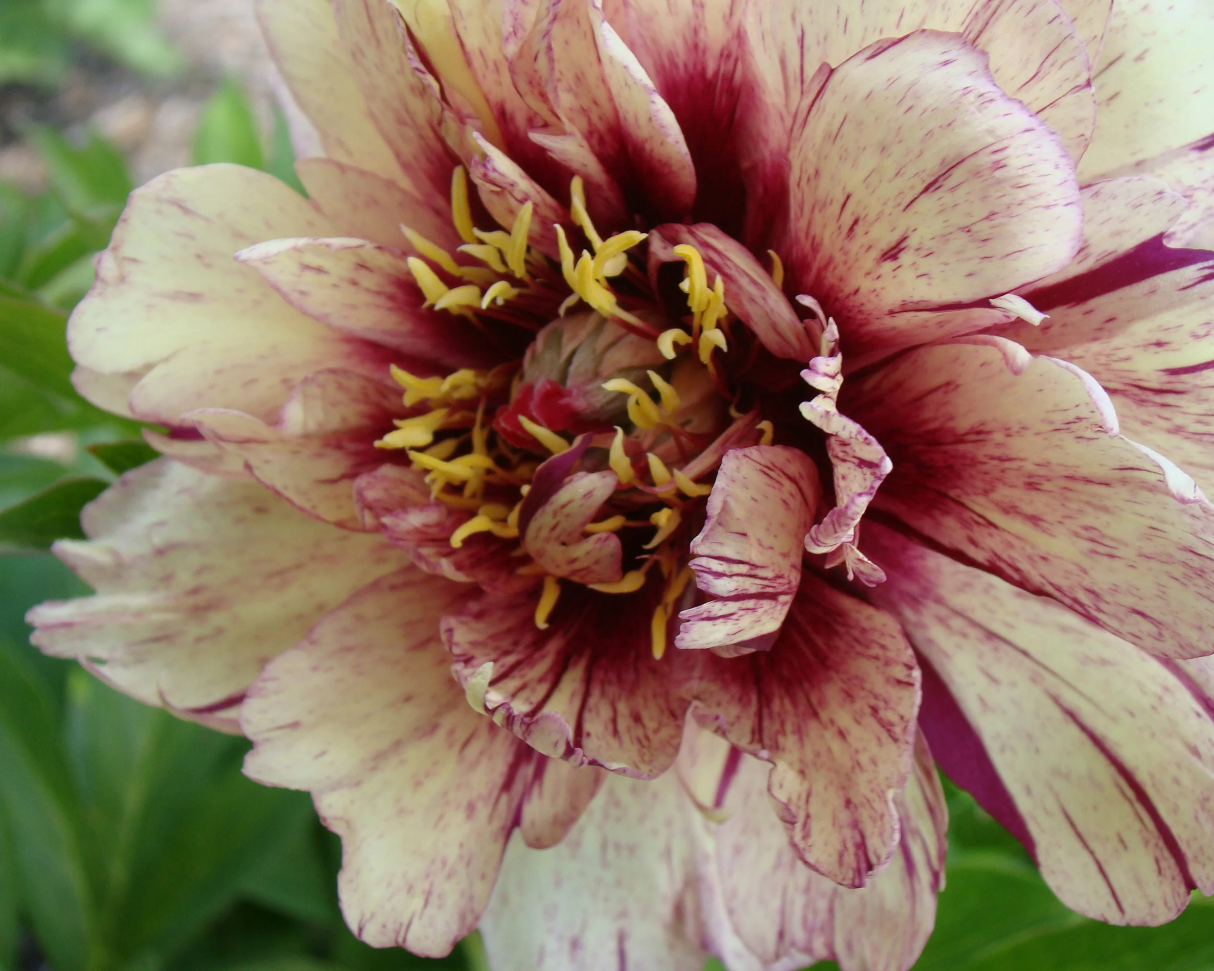 Paeonia 'All that Jazz' - Image 2