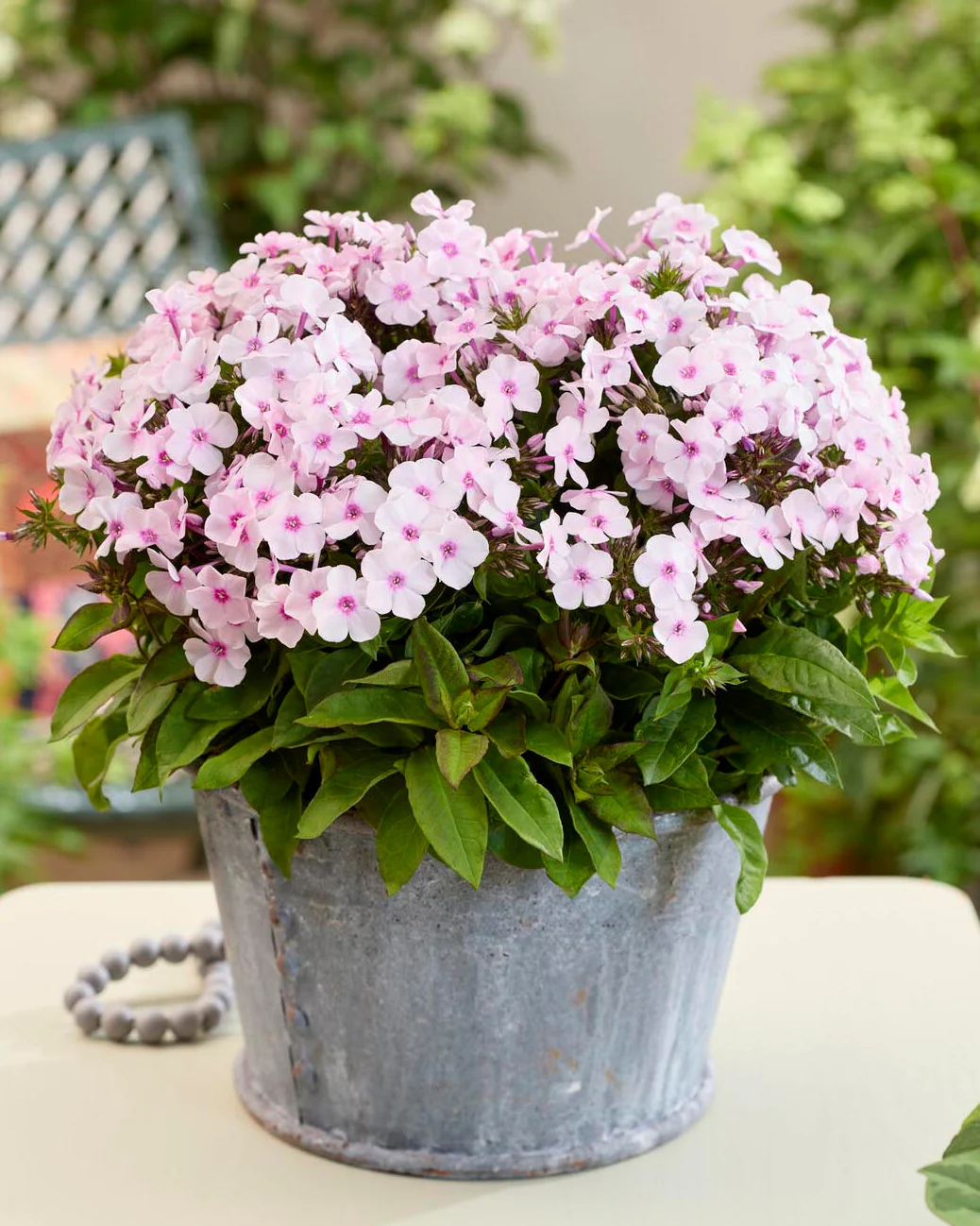 Phlox 'Flatscreen Blush'