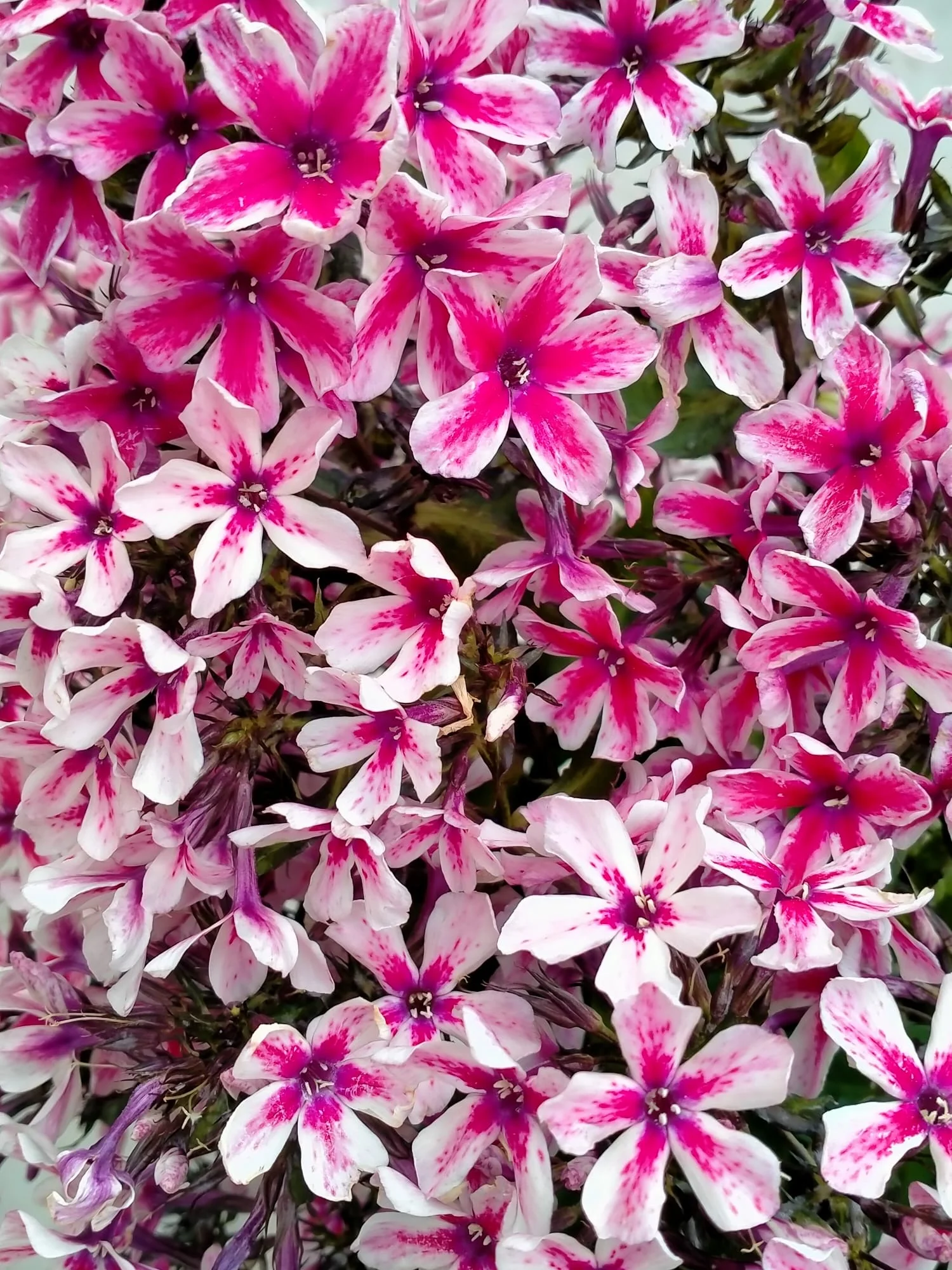 Phlox 'Palmyra' - Image 2