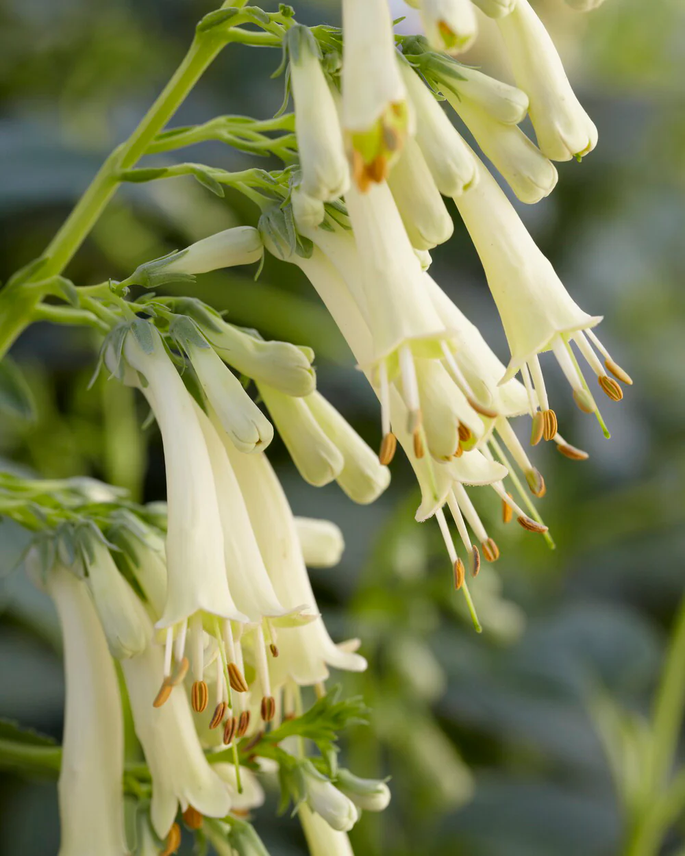 Phygelius 'Candy Drops Cream'