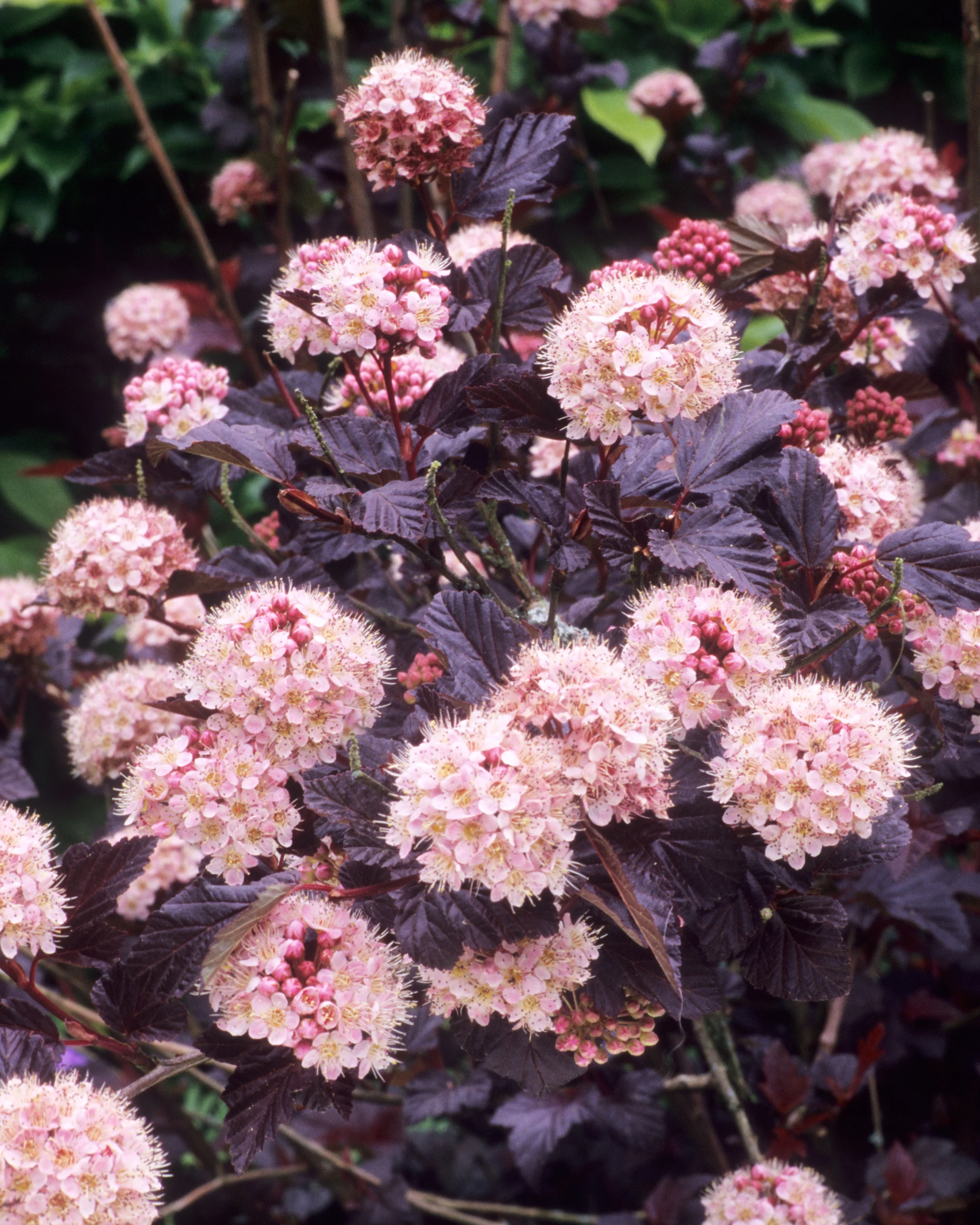 Physocarpus 'Lady in Red'