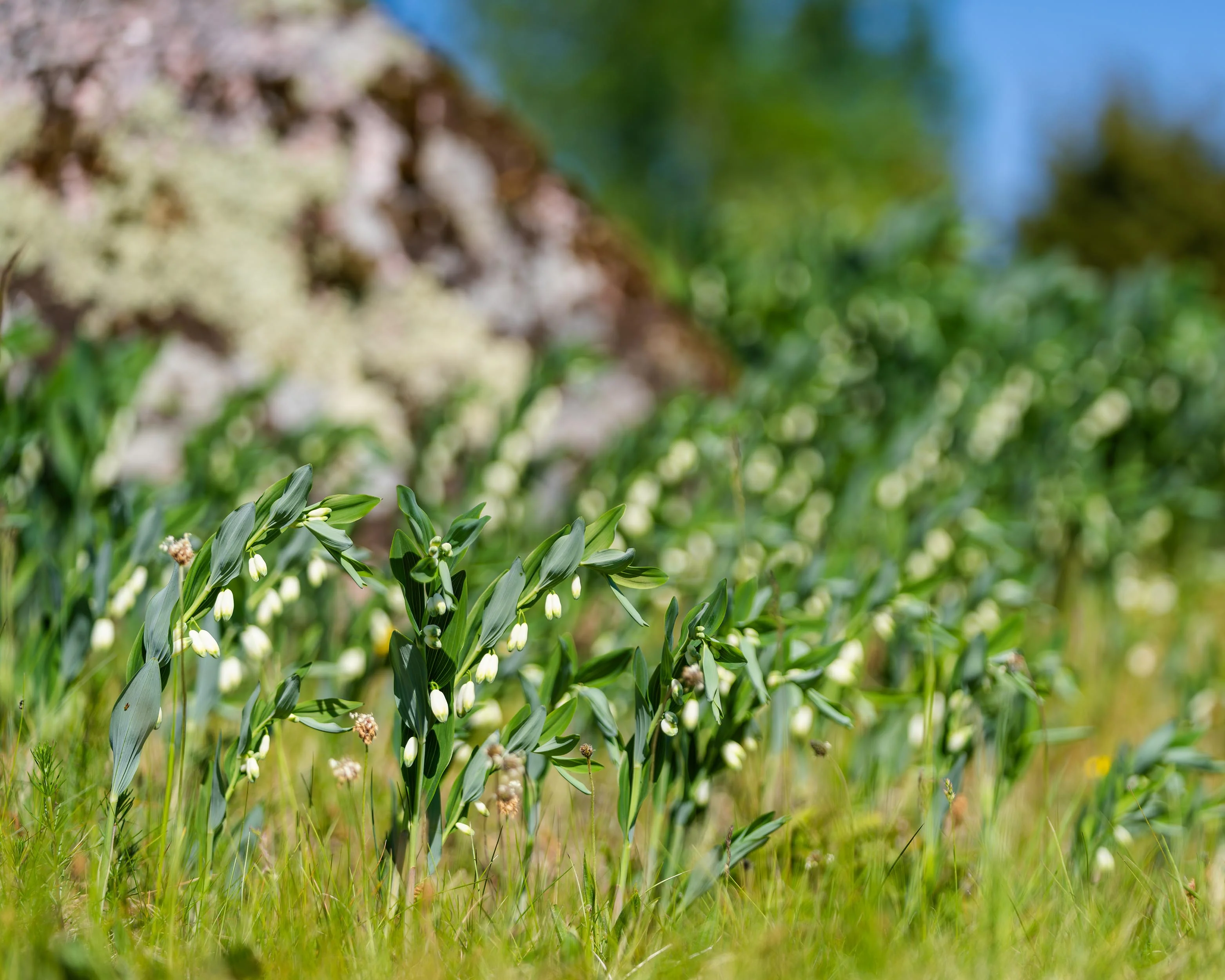 Polygonatum multiflorum - Image 10