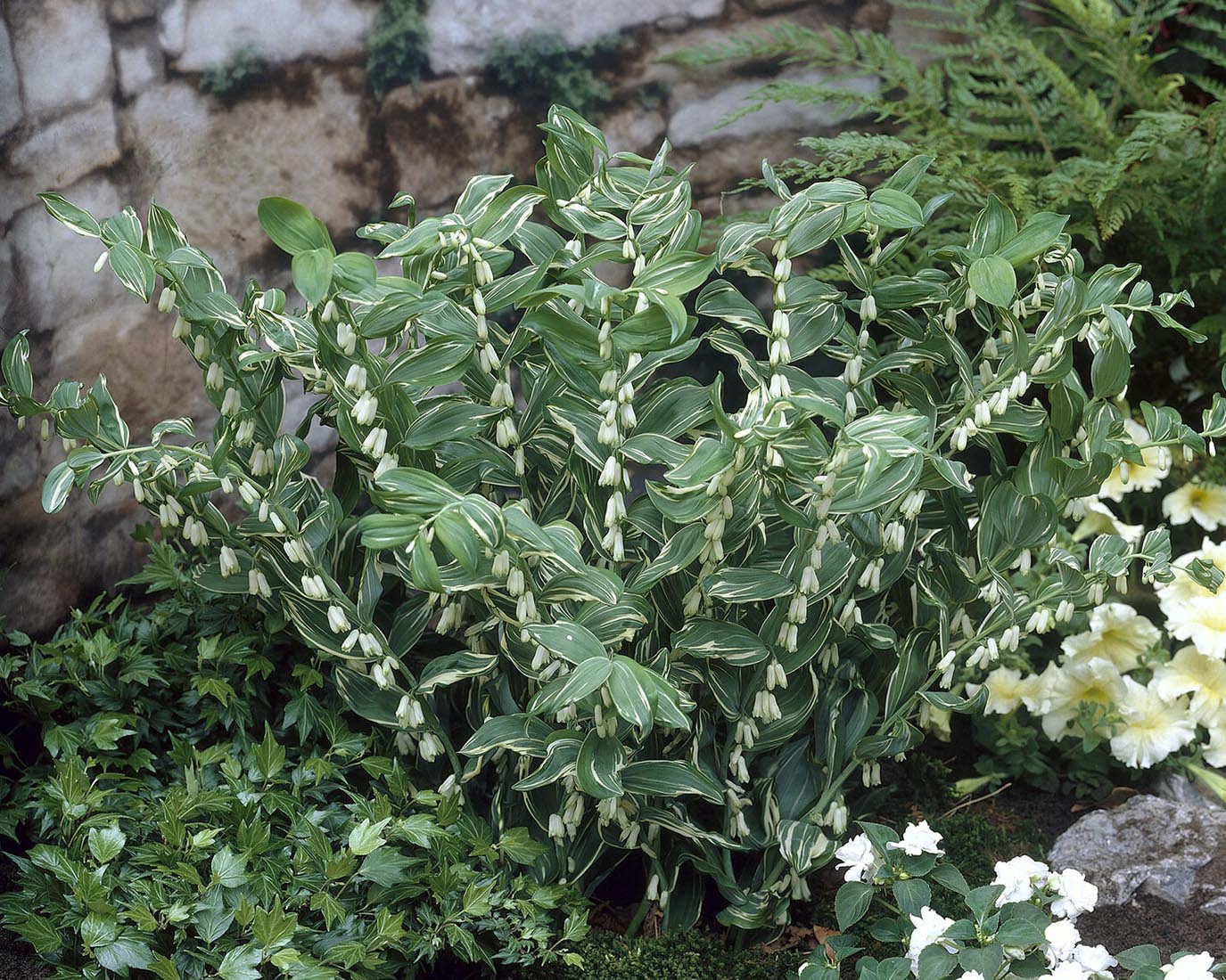 Polygonatum multiflorum - Image 6