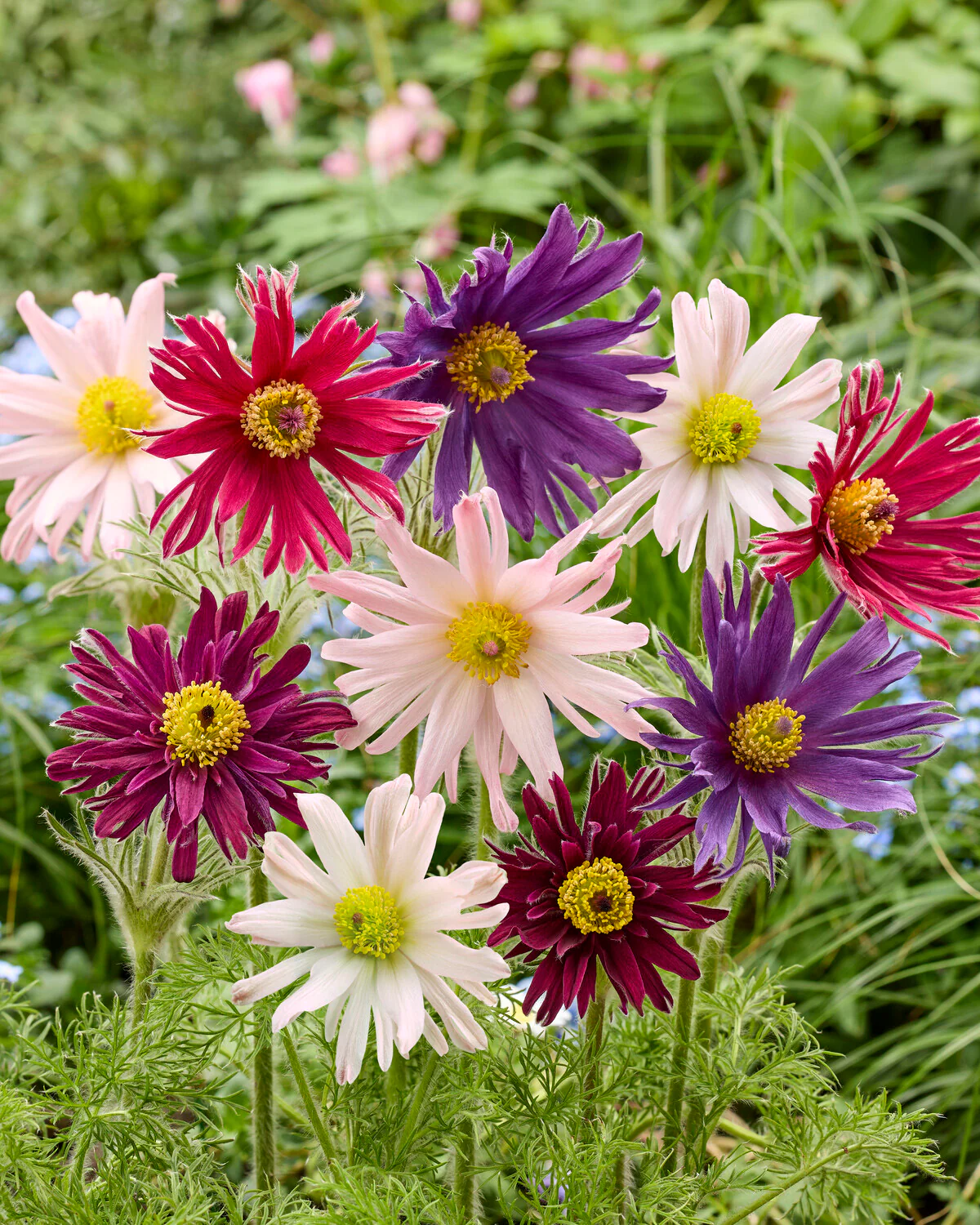 Pulsatilla 'Semi-Duplici'
