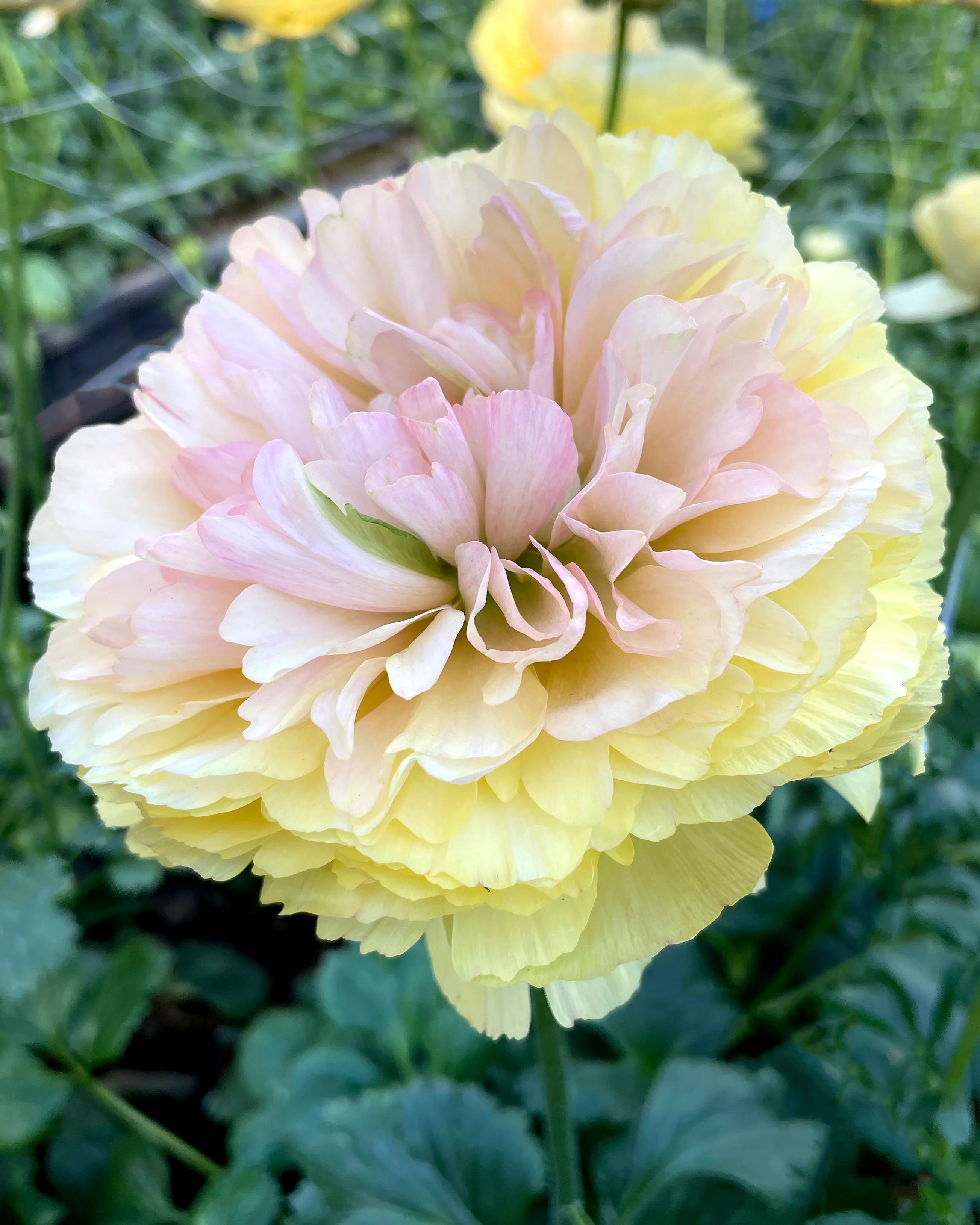 Ranunculus 'EleganceĀ® Pastello'