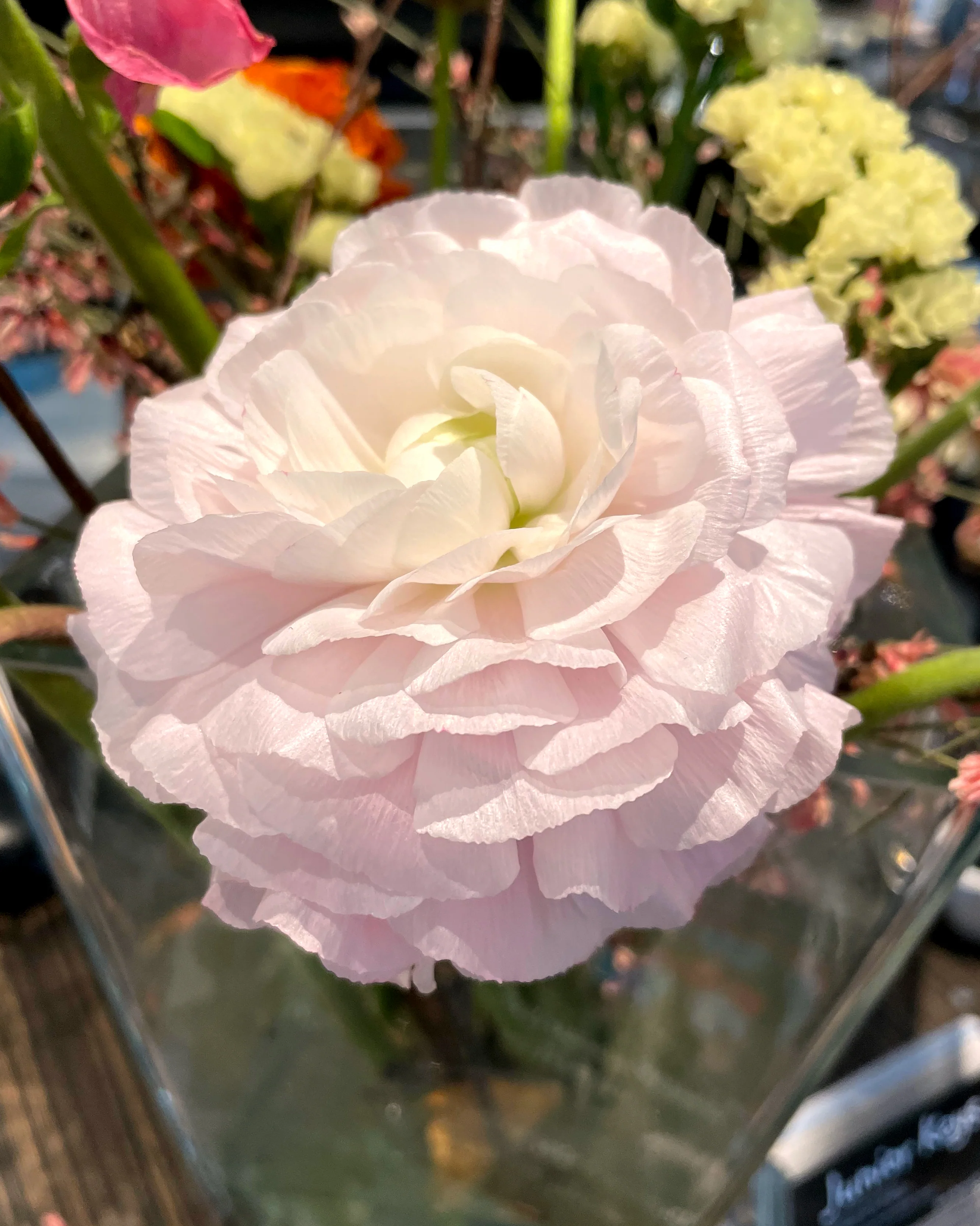 Ranunculus 'EleganceĀ® Pastello' - Image 3