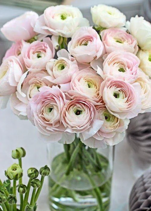 Ranunculus 'EleganceĀ® Pastello' - Image 4