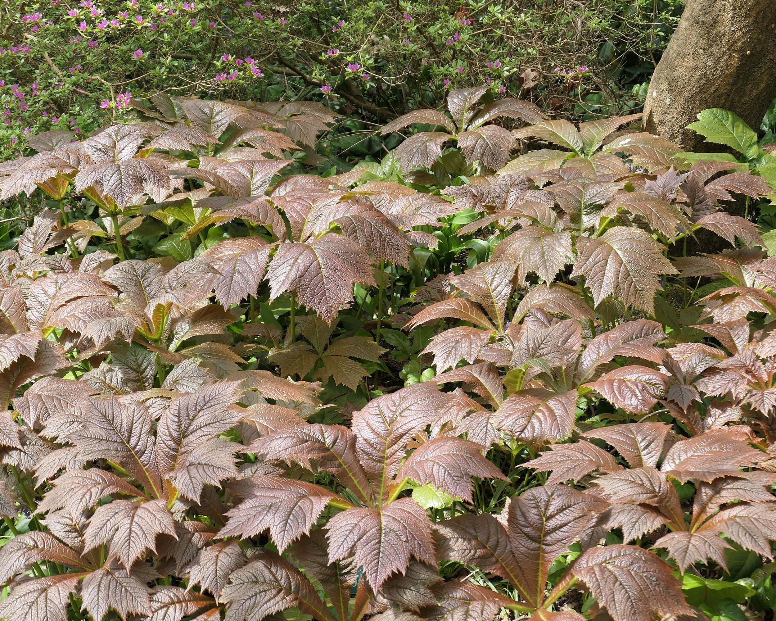 Rodgersia 'Braunlaub' - Image 2