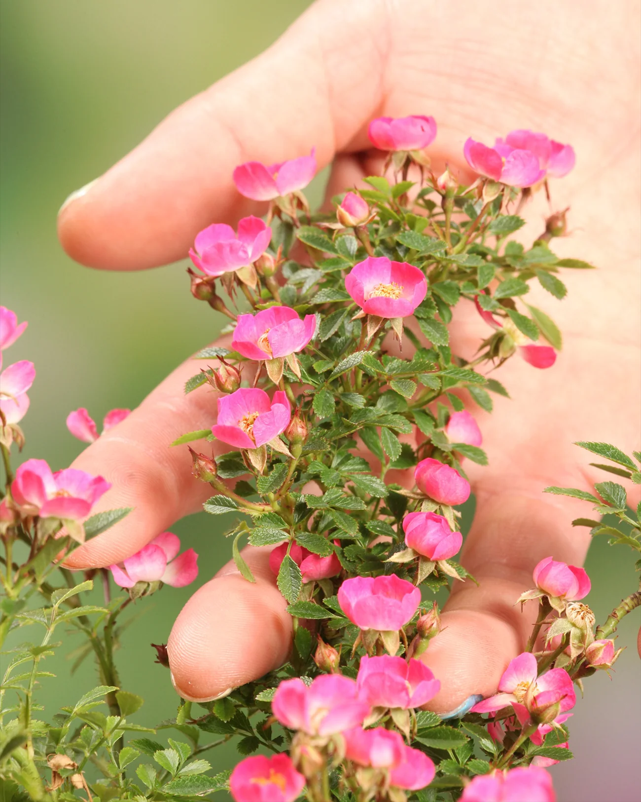 Rosa 'Cutie Pie'