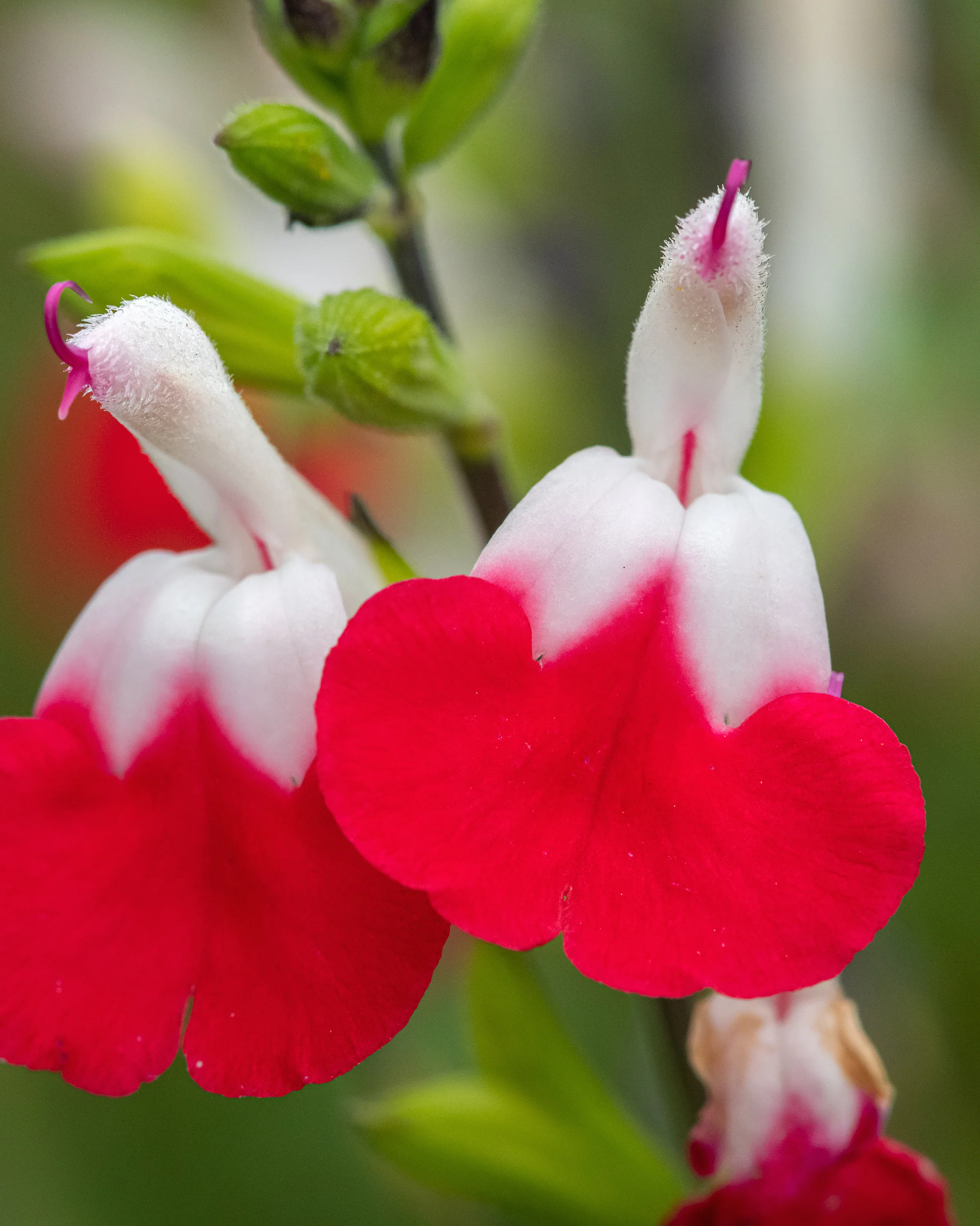 Salvia 'Hot Lips' - Image 2