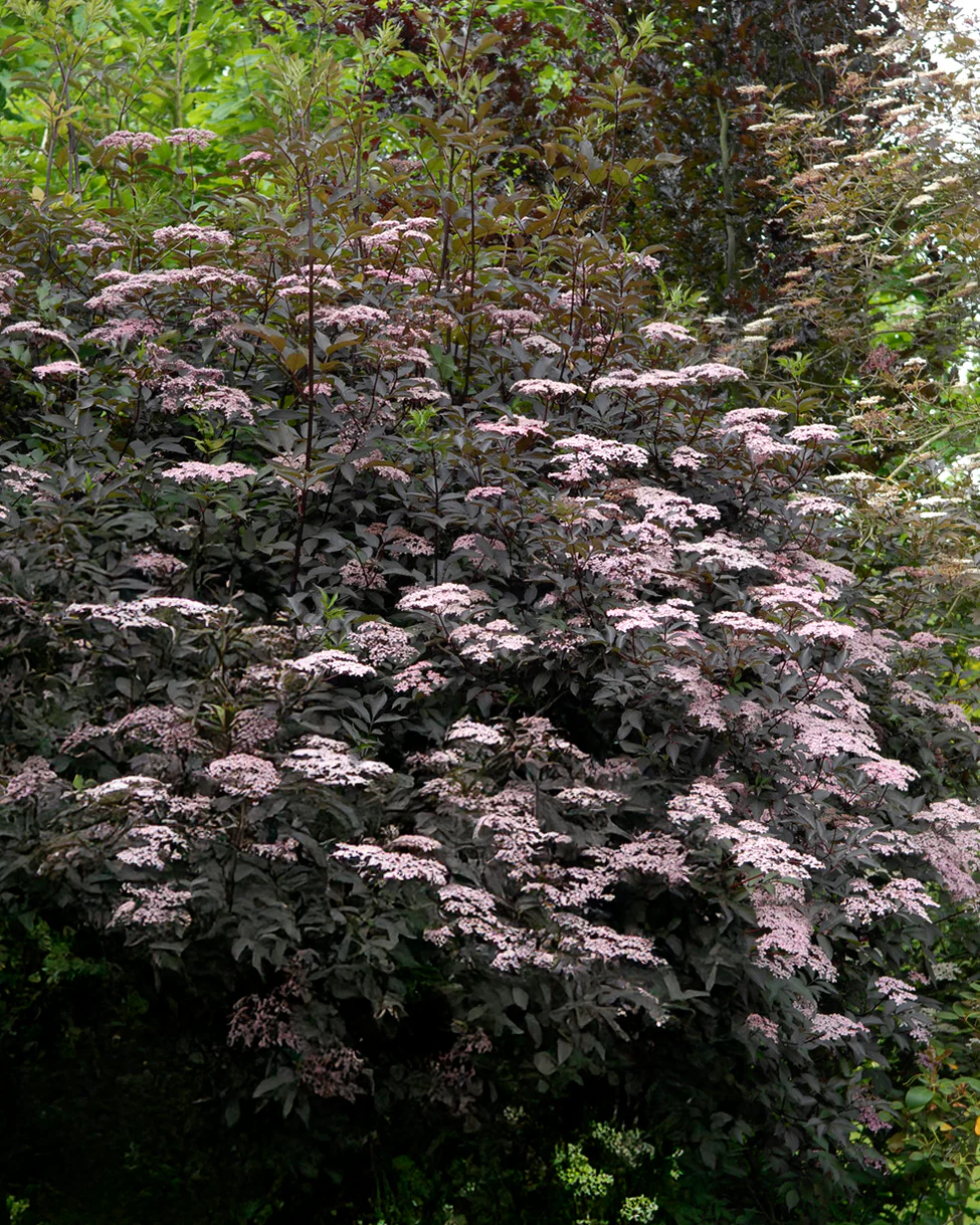 Sambucus 'Black Beauty'
