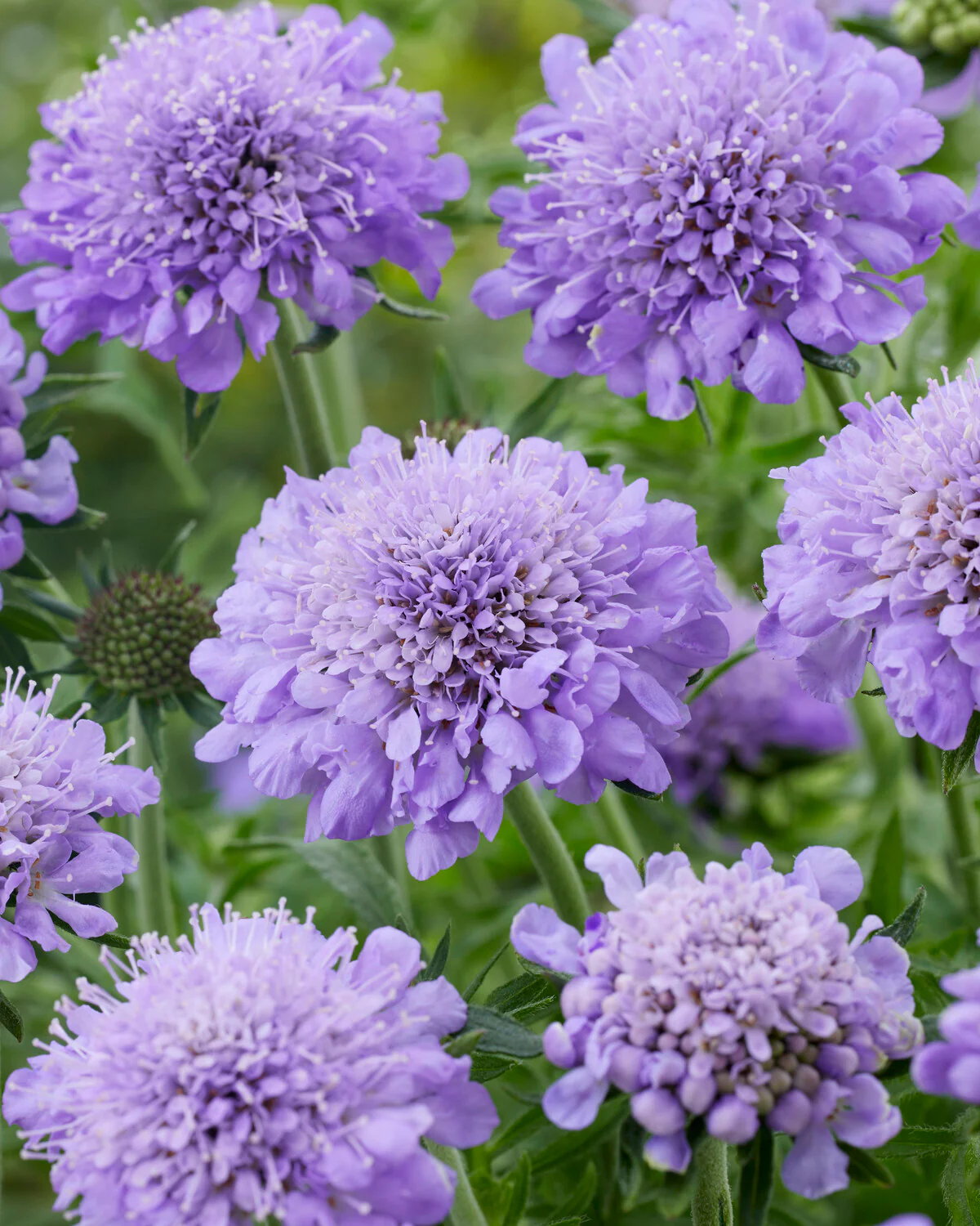 Scabiosa 'Kudo Blue'