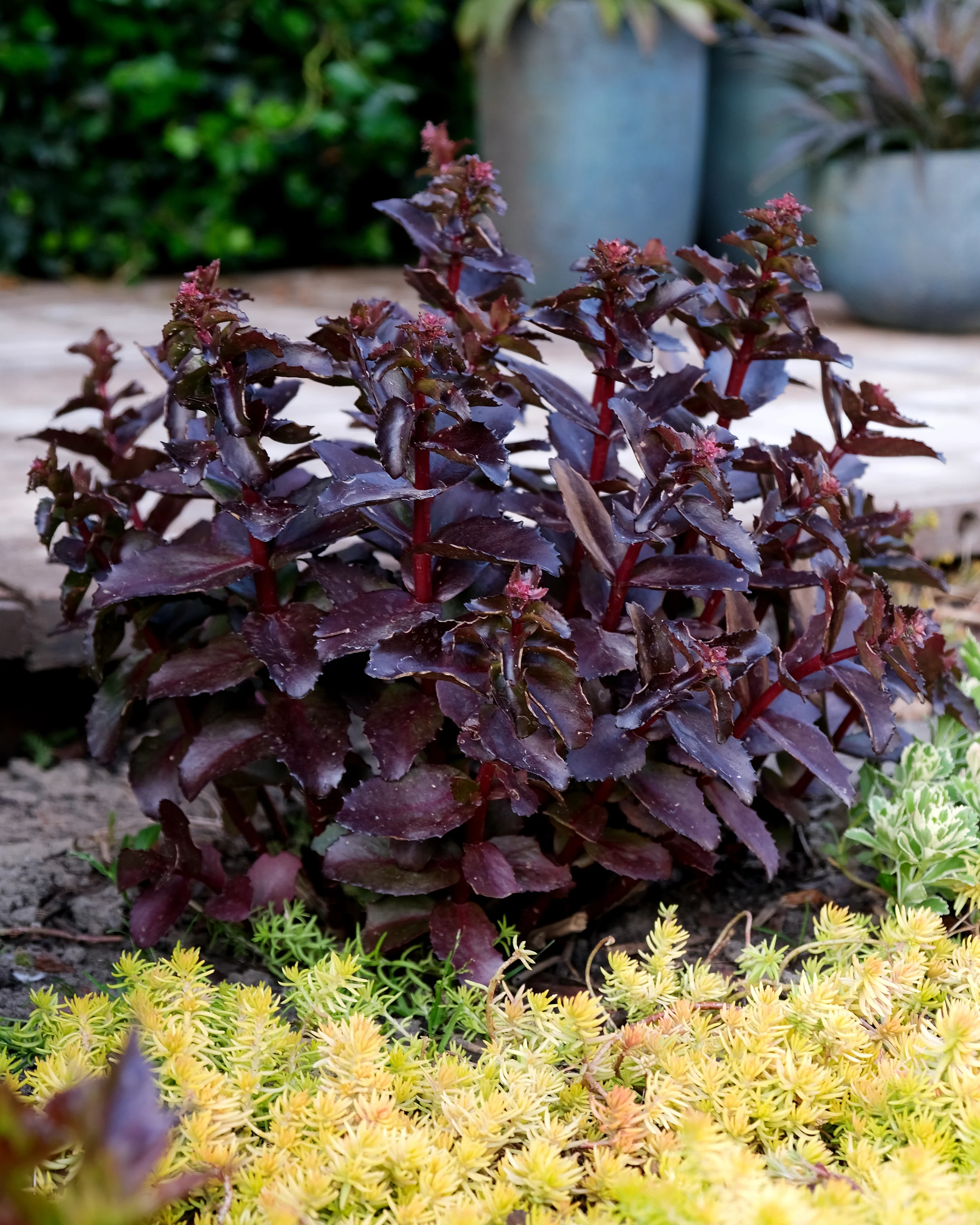 Sedum 'Black Knight'