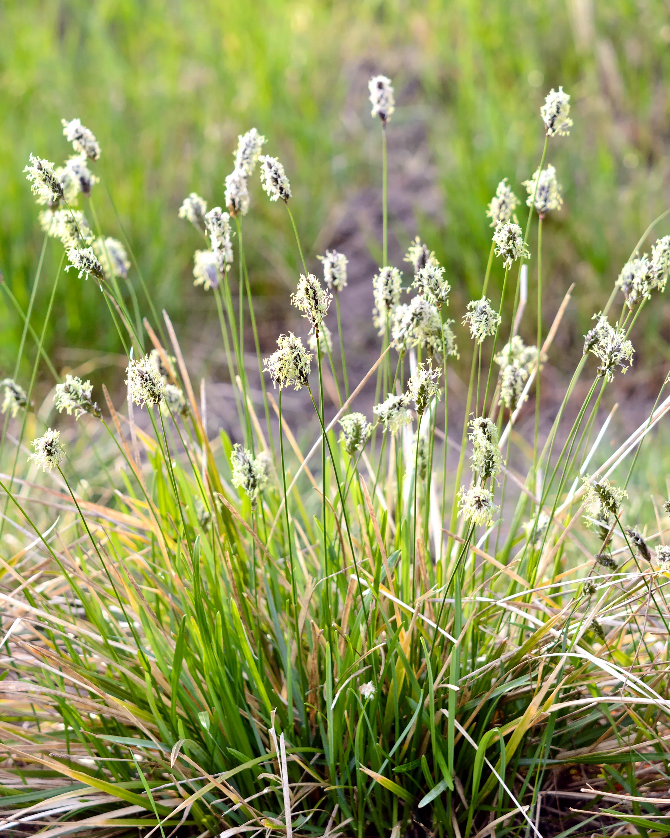 Sesleria heufleriana