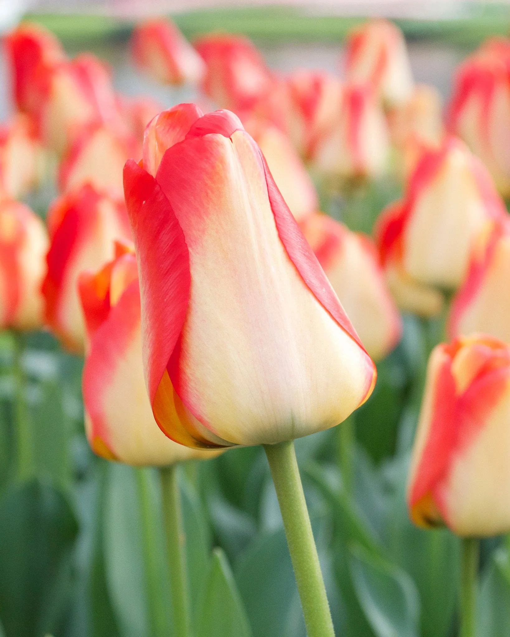 Tulip 'American Dream'