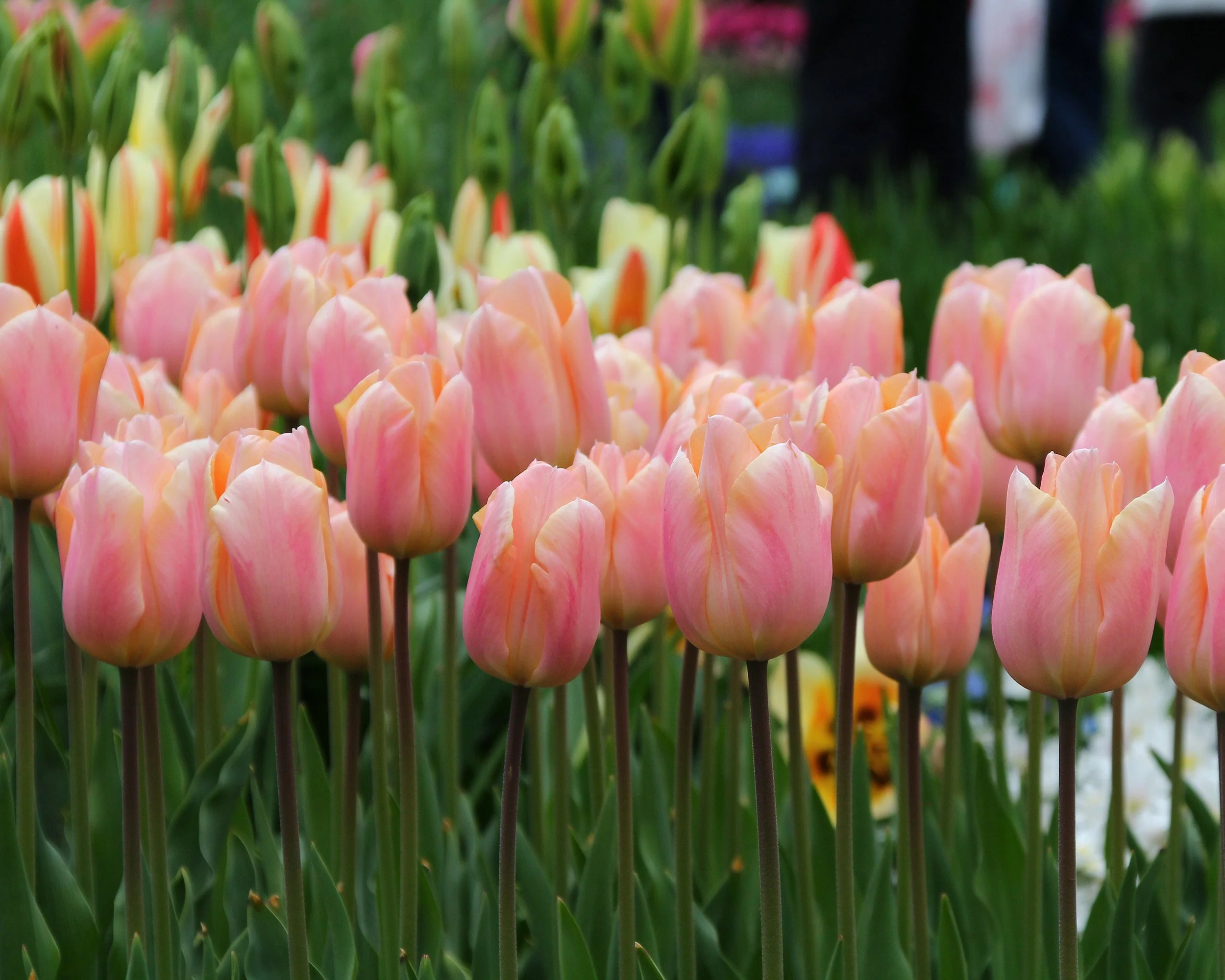 Tulip 'Apricot Beauty' - Image 5