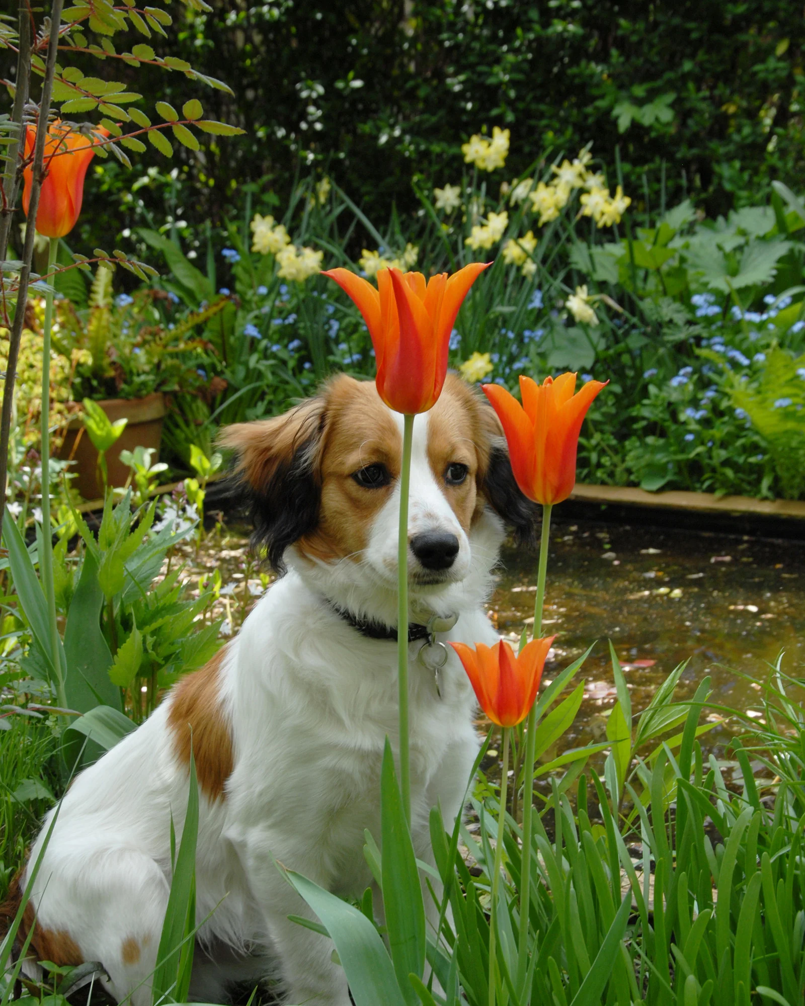 Tulip 'Ballerina'