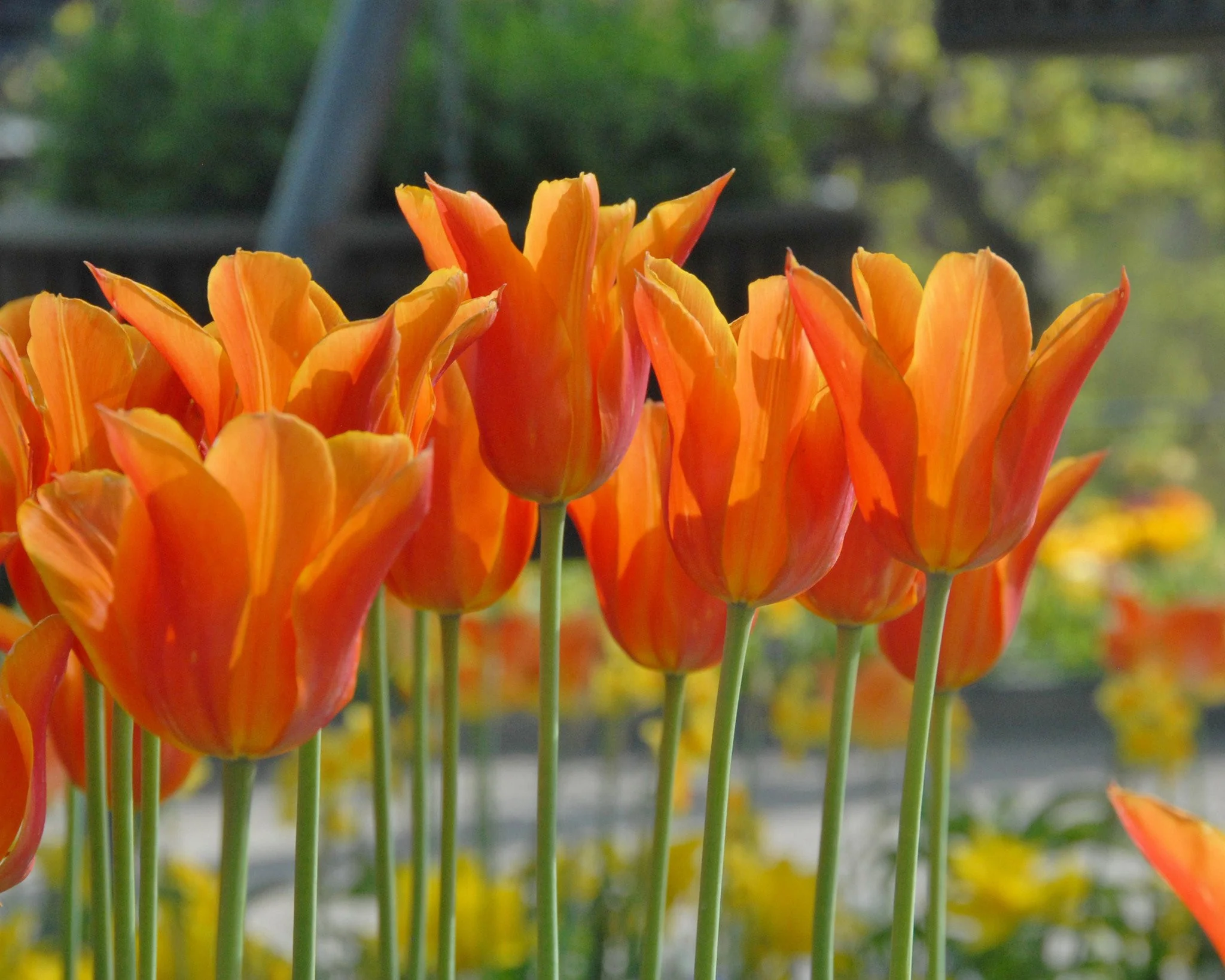 Tulip 'Ballerina' - Image 2