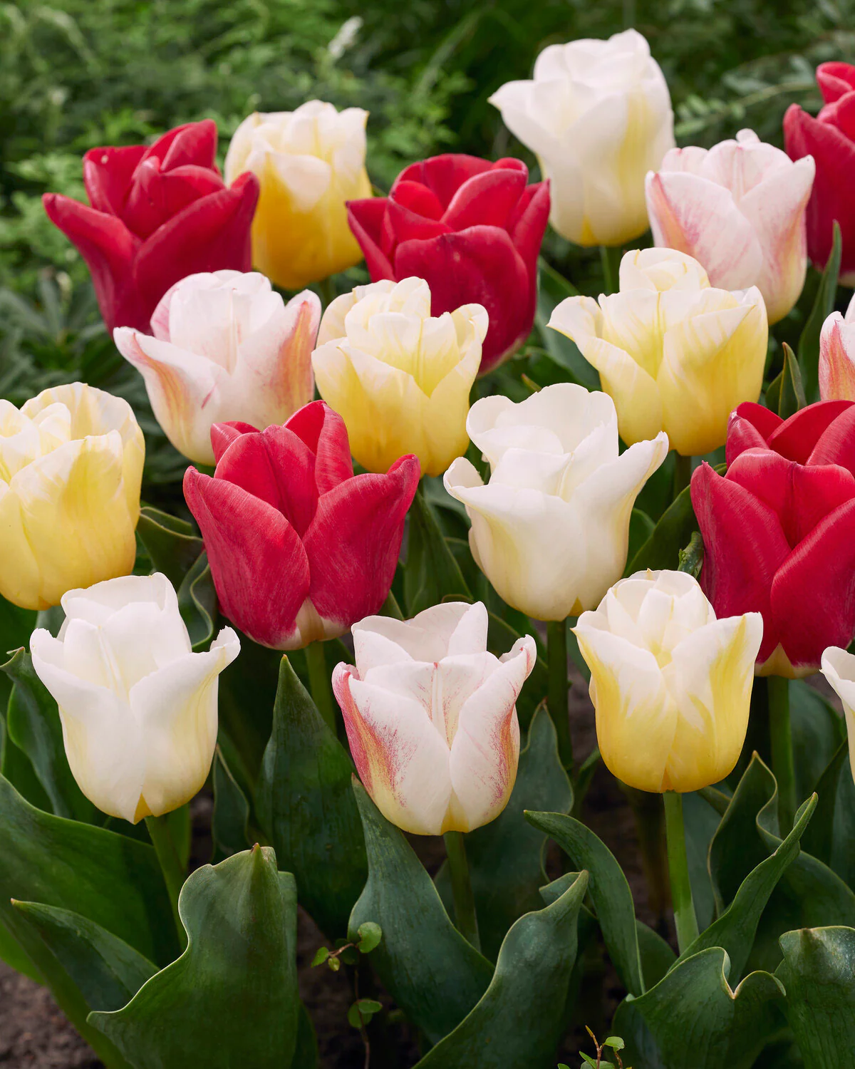 Tulip 'Calgary Blend'