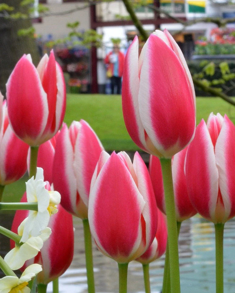 Tulip 'Candy Apple Delight' - Image 7