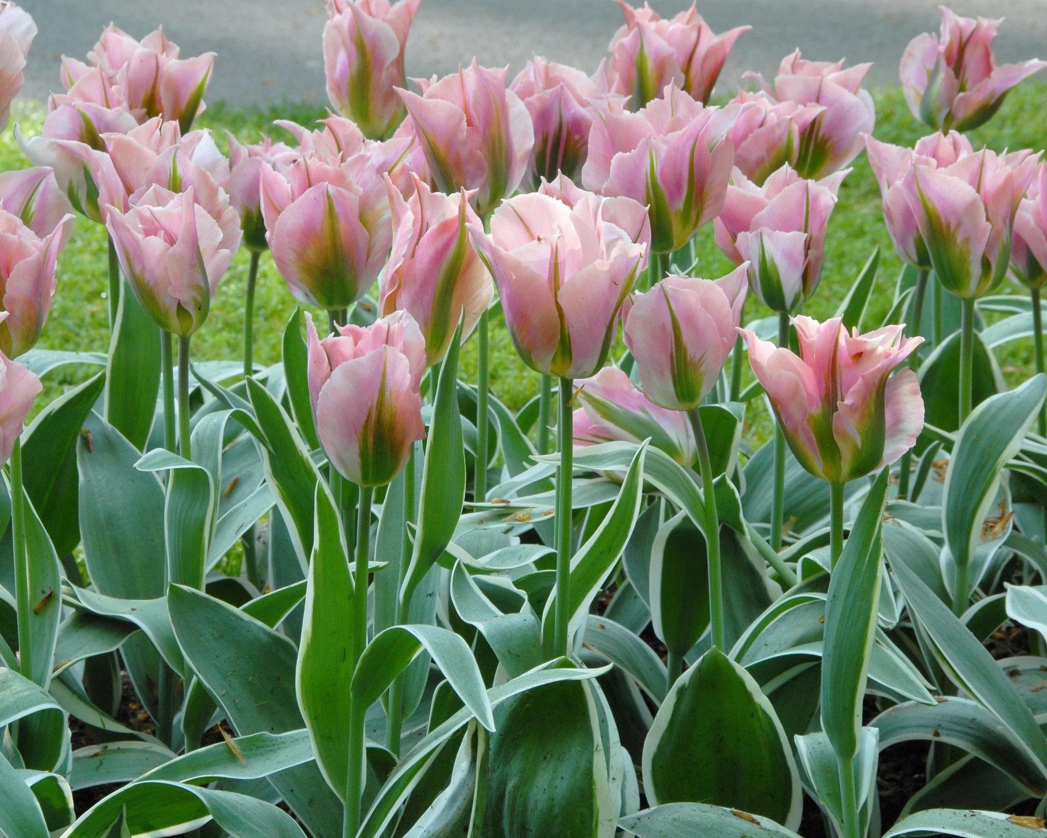 Tulip 'China Town' - Image 4