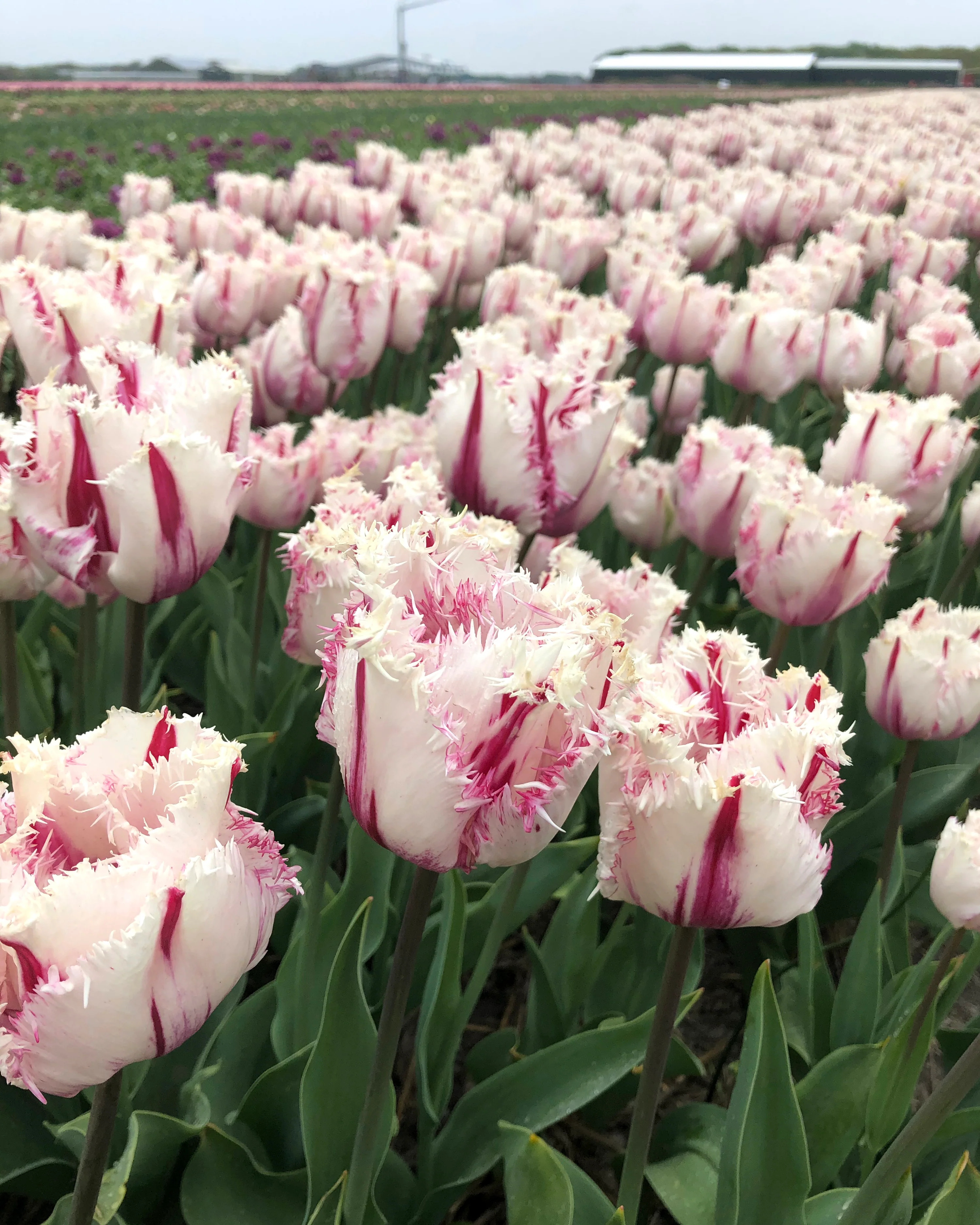Tulip 'Coldplay' - Image 2