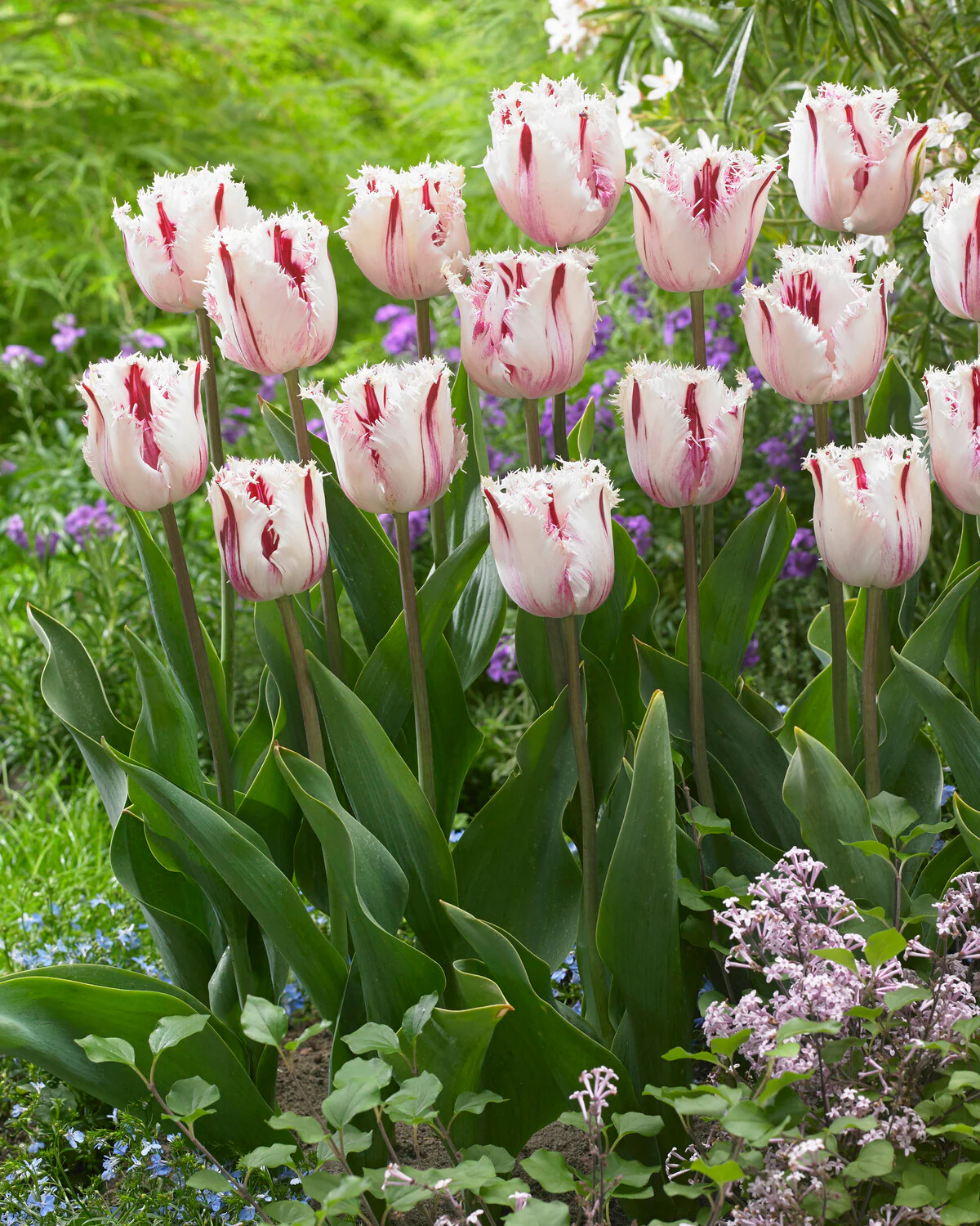 Tulip 'Coldplay' - Image 8