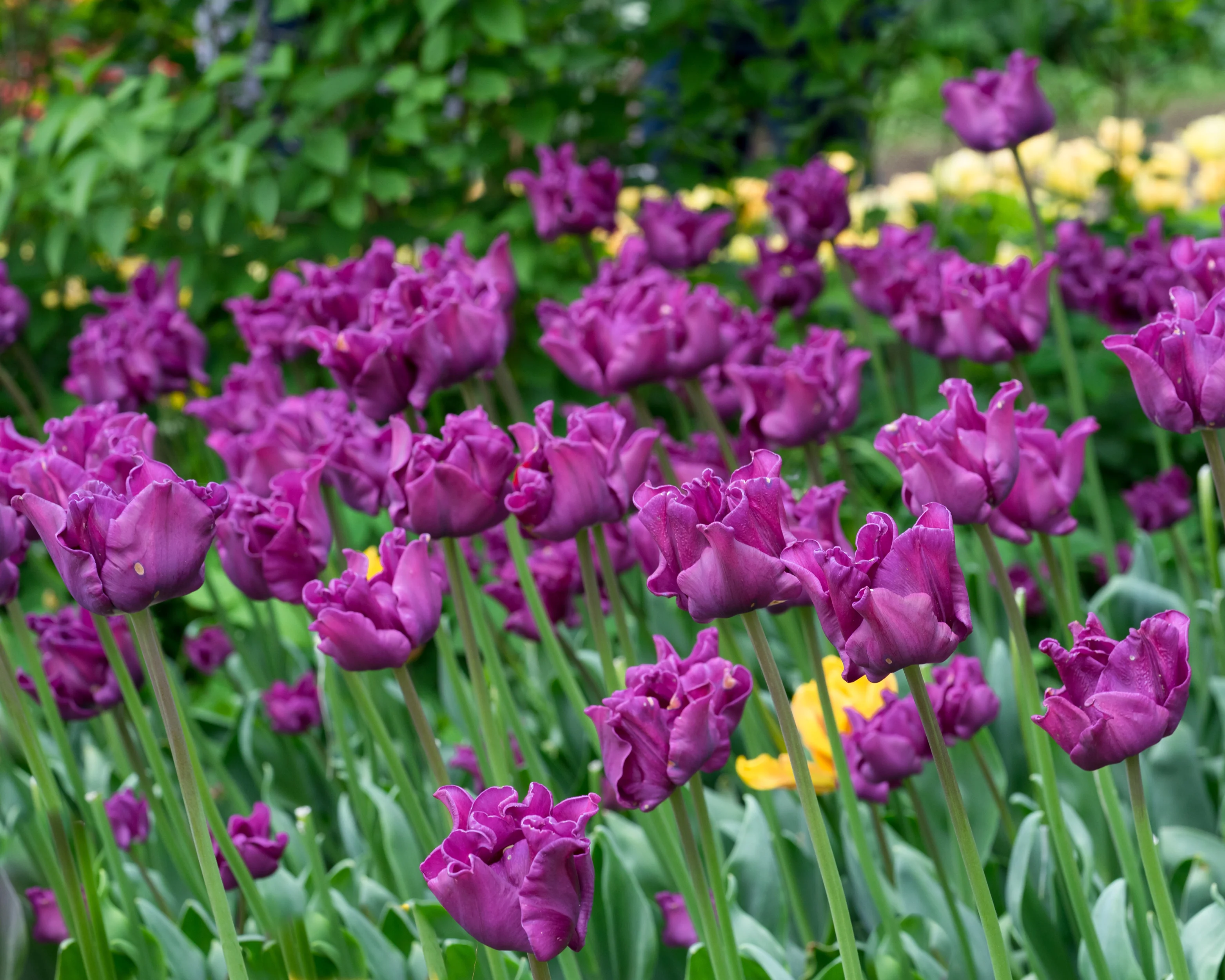 Tulip 'Crown of Negrita' - Image 2