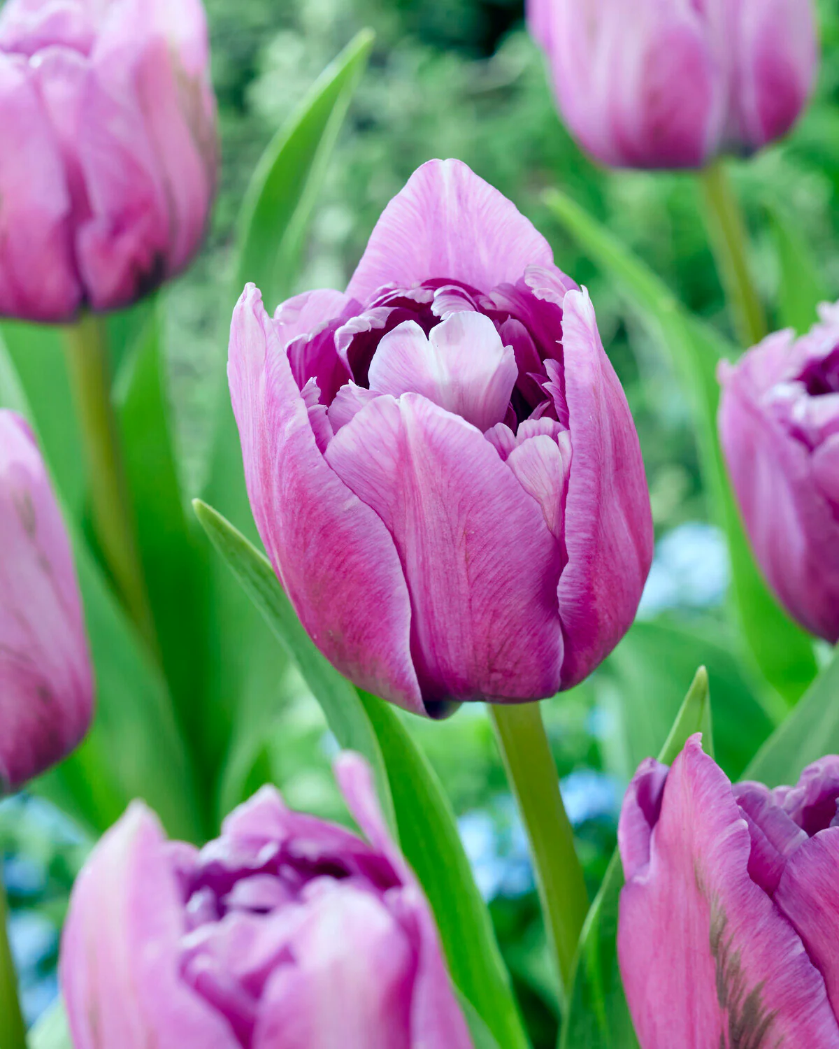 Tulip 'Dancing Passion' - Image 2