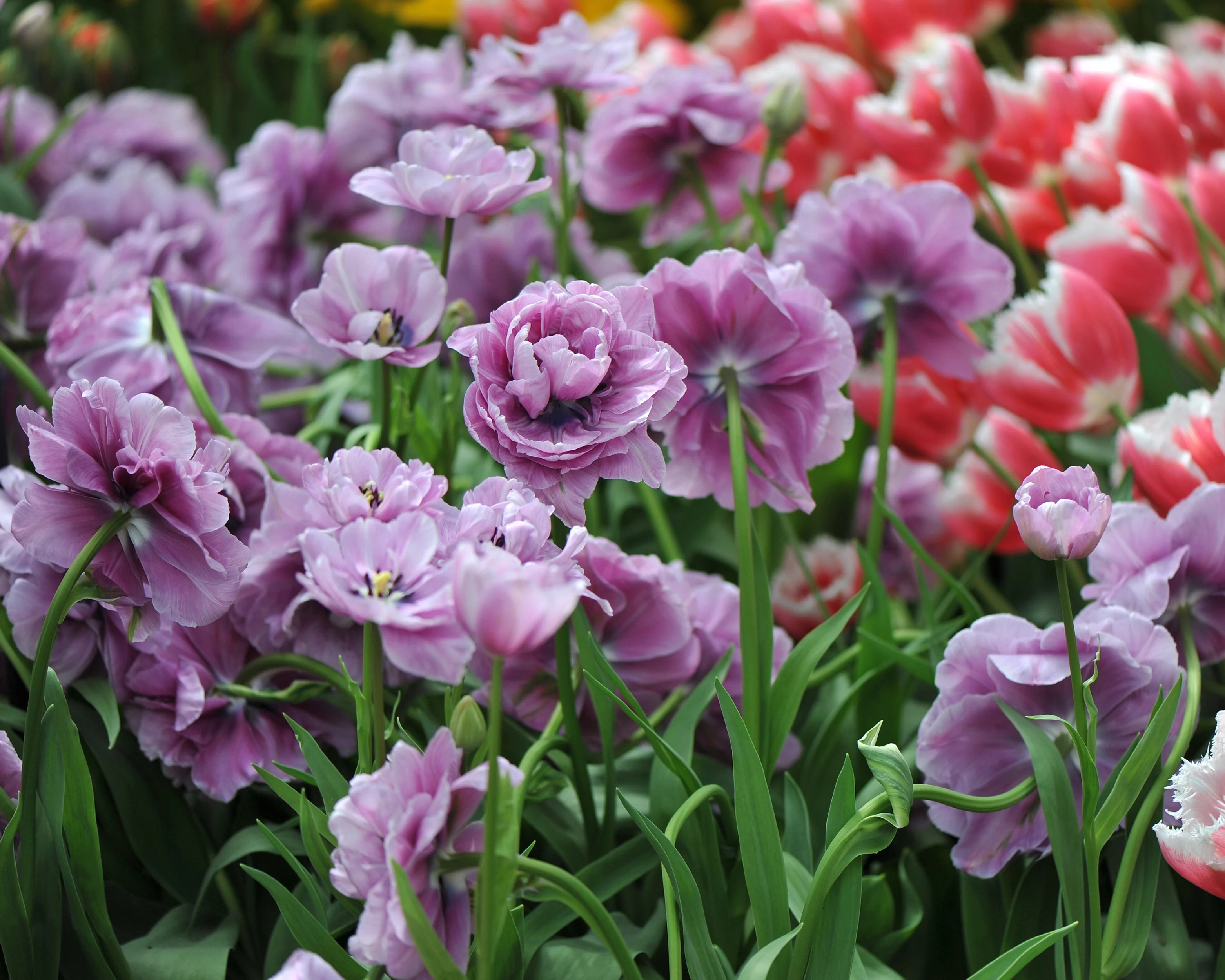 Tulip 'Dancing Passion' - Image 3
