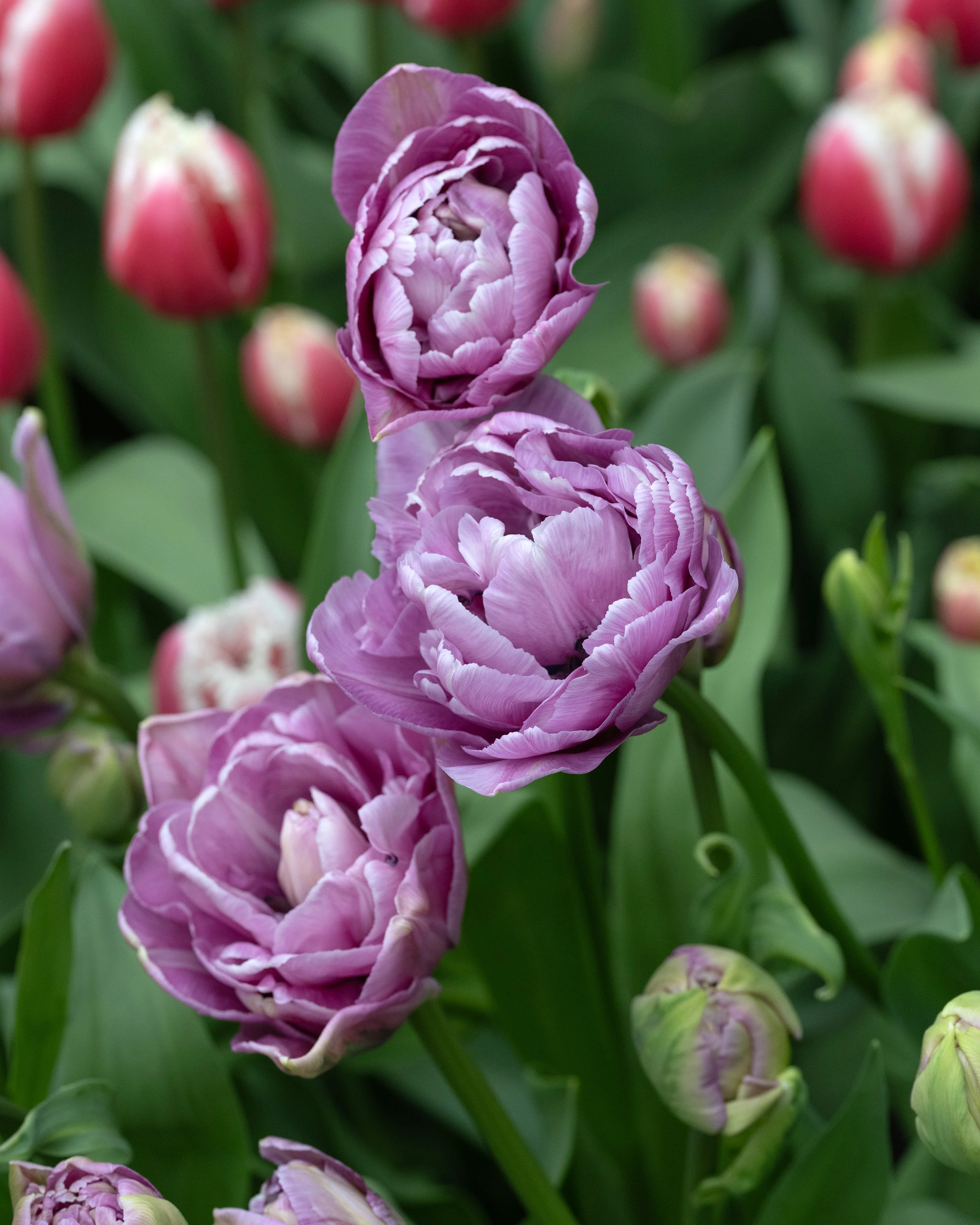 Tulip 'Dancing Passion' - Image 4