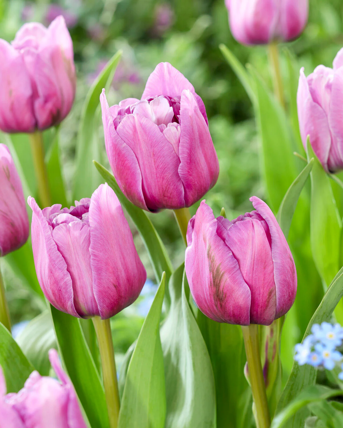 Tulip 'Dancing Passion' - Image 6