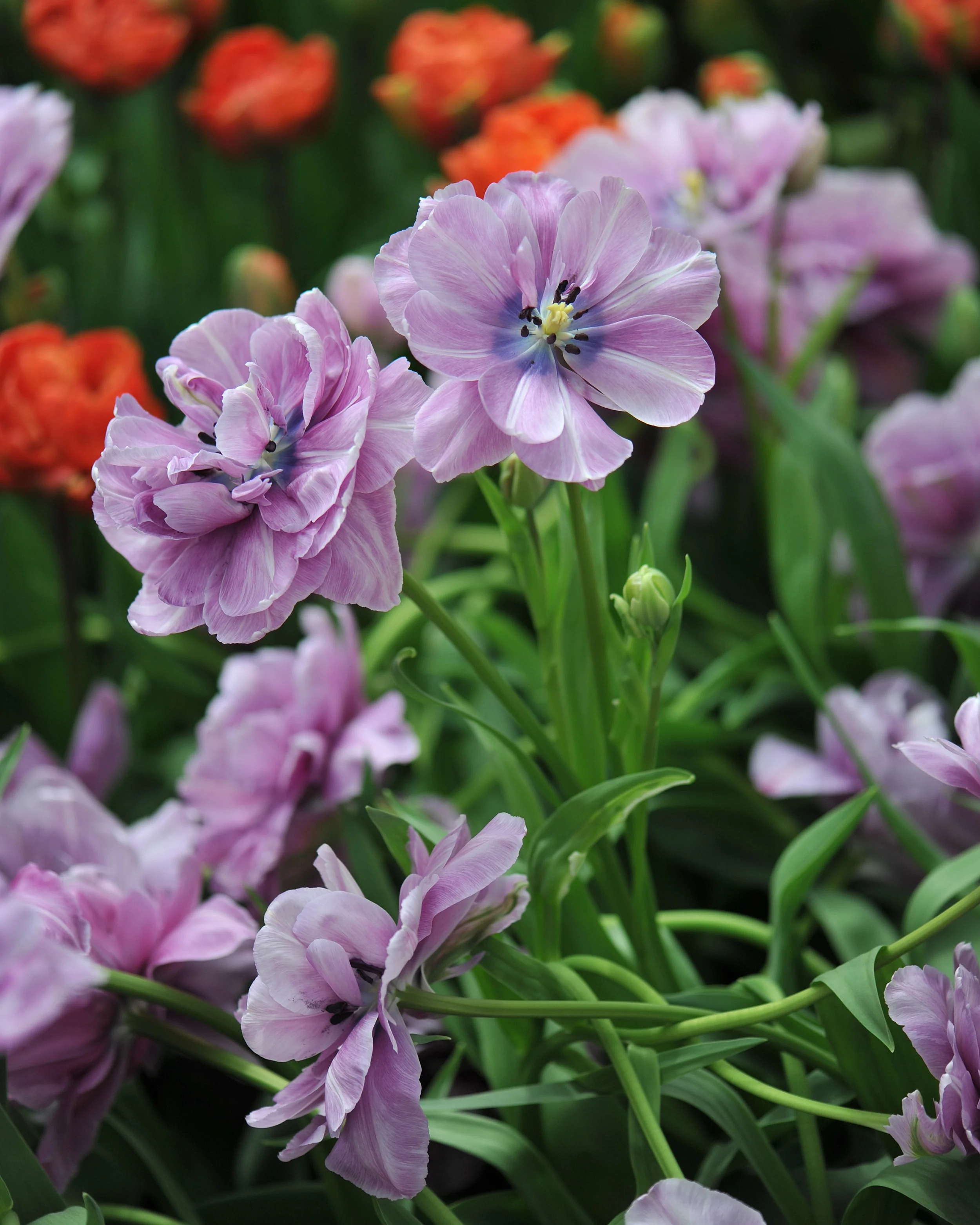 Tulip 'Dancing Passion' - Image 8