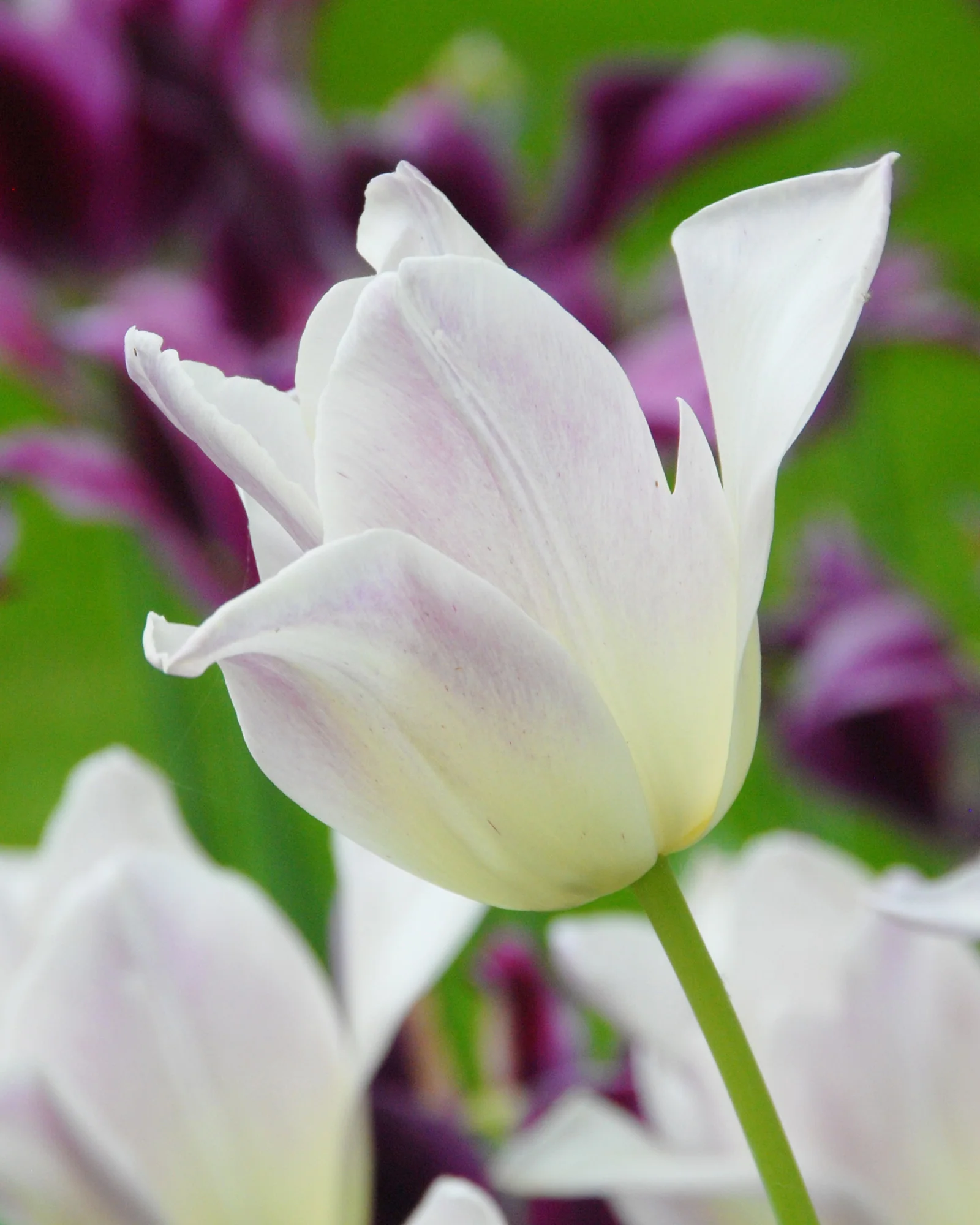 Tulip 'Elegant Lady'