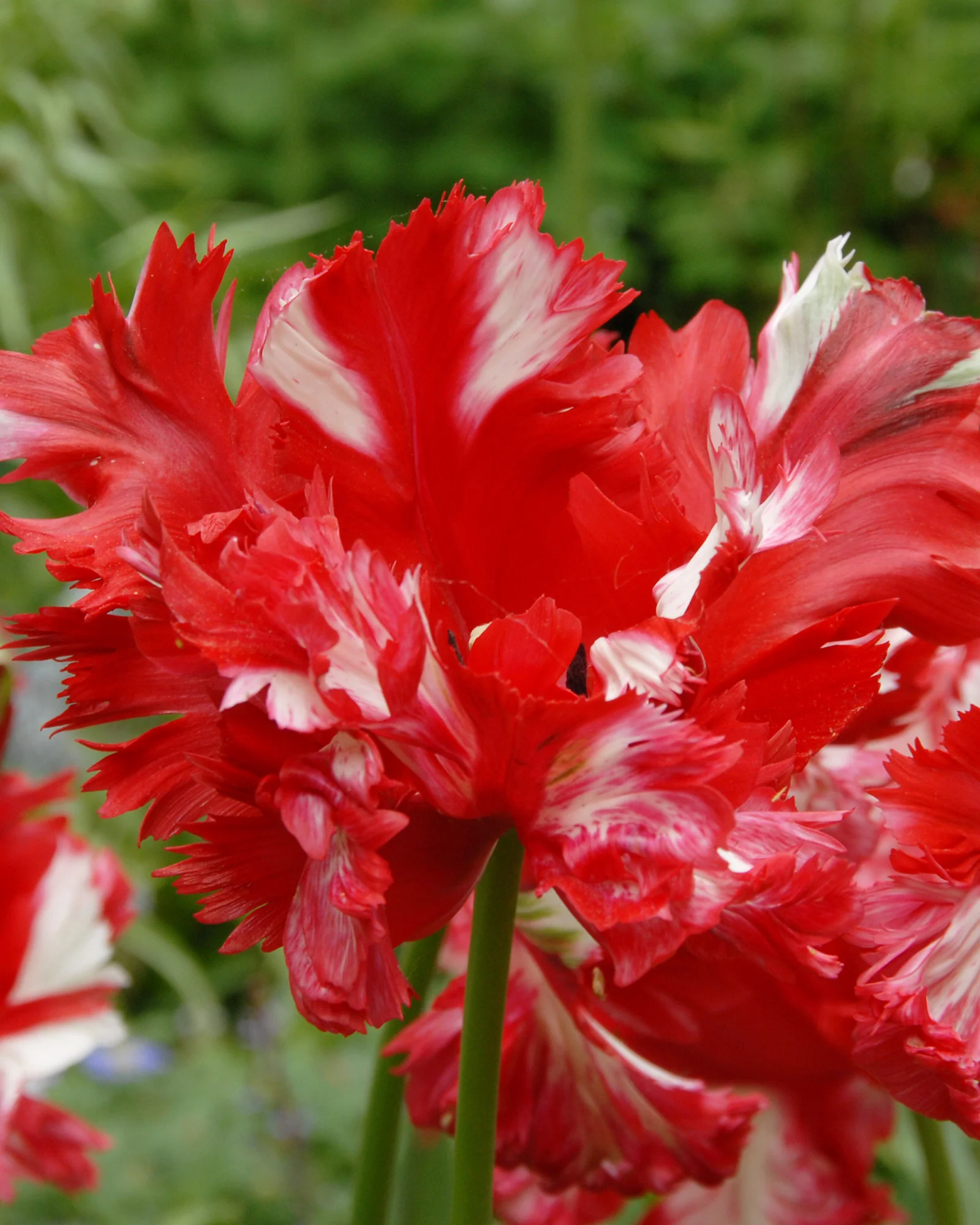 Tulip 'Estella Rijnveld' - Image 6