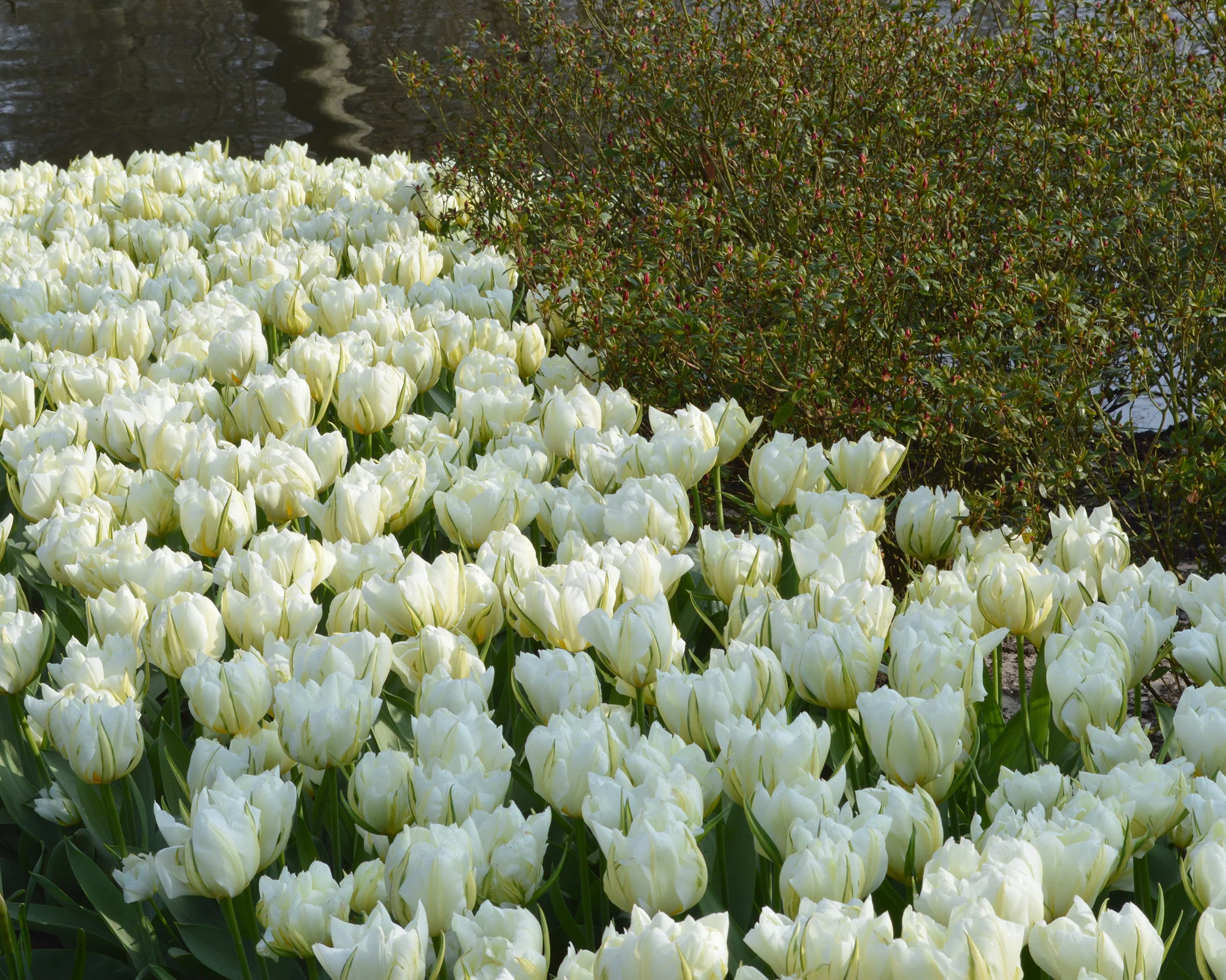 Tulip 'Exotic Emperor' - Image 5