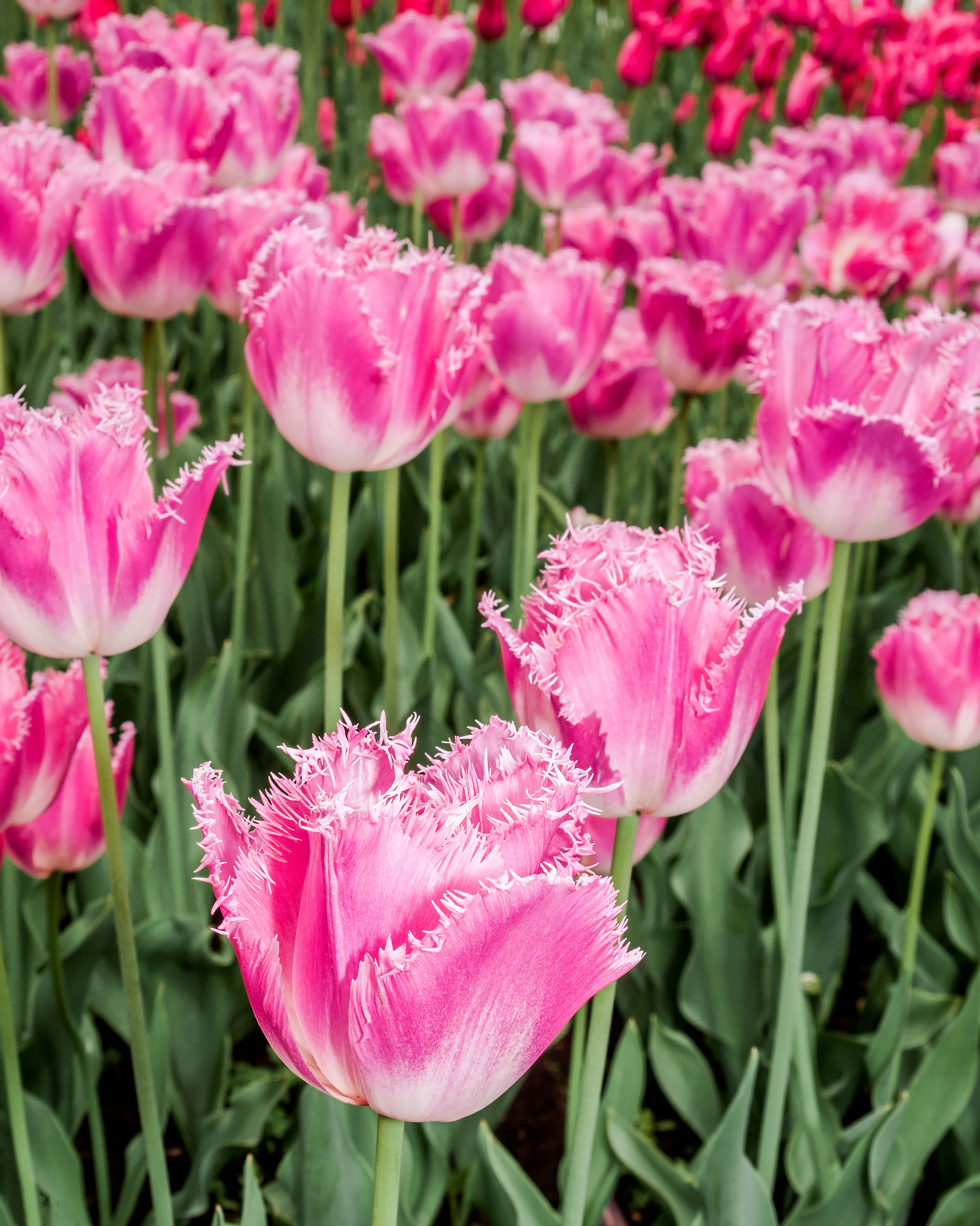 Tulip 'Fancy Frills'