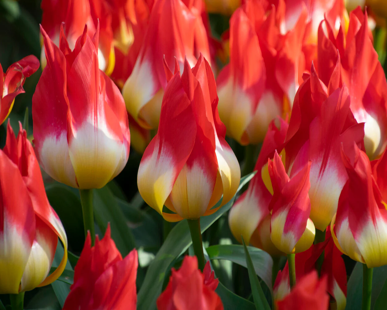 Tulip 'Flames Mystery' - Image 2