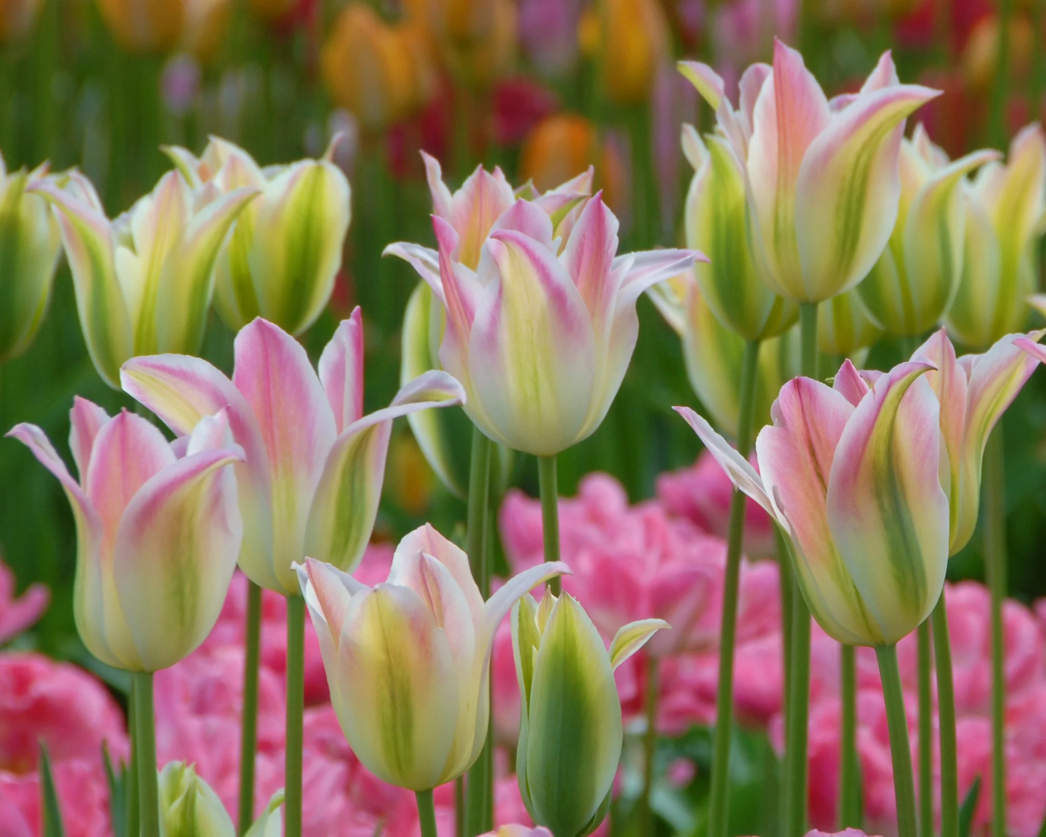 Tulip 'Florosa' - Image 4