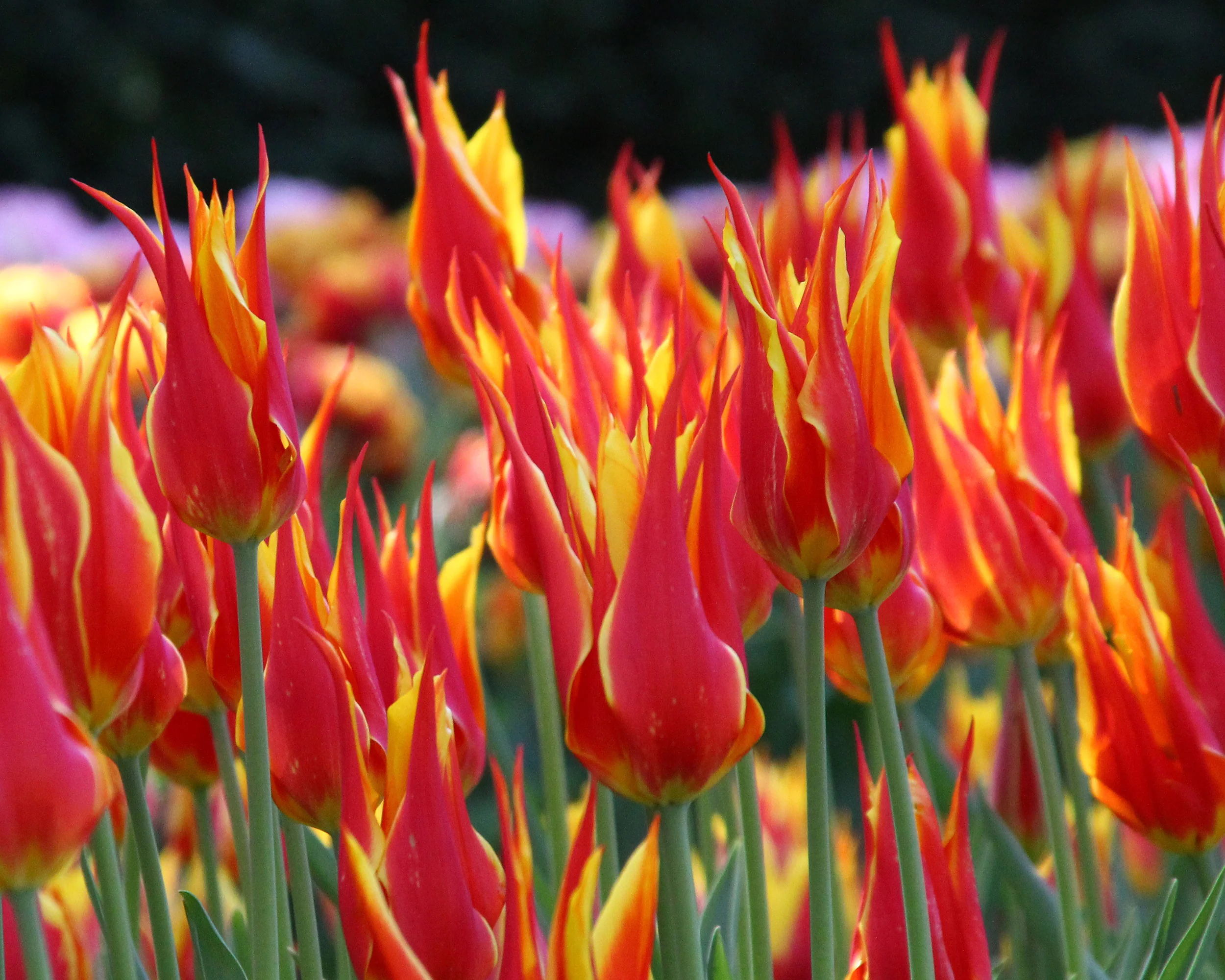 Tulip 'Fly Away' - Image 8