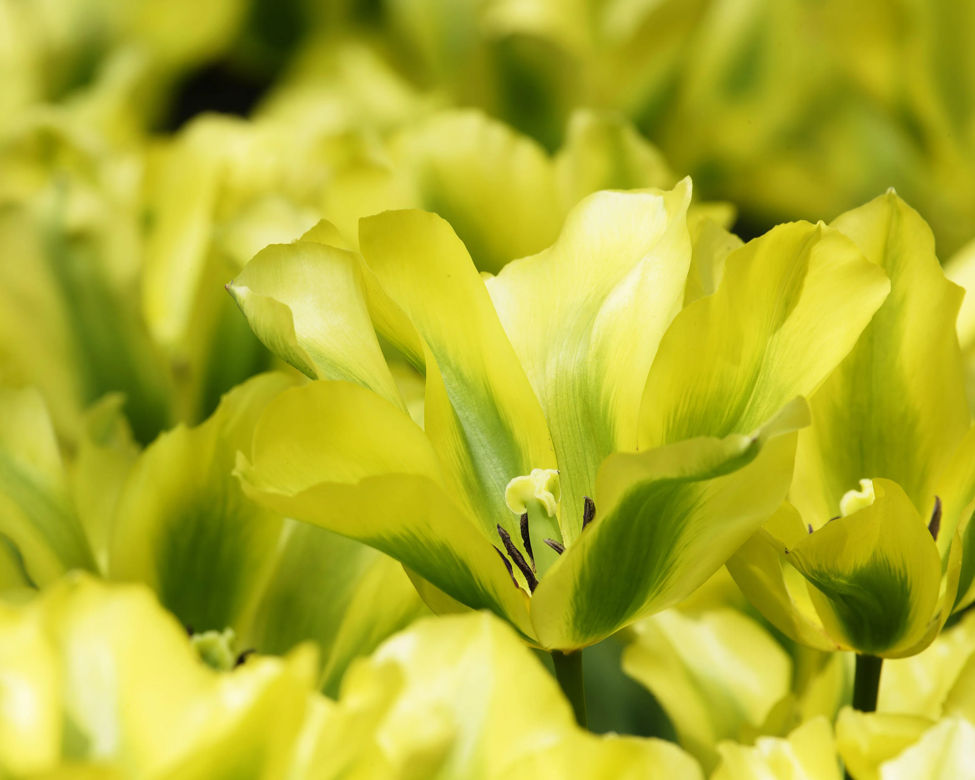 Tulip 'Formosa' - Image 2