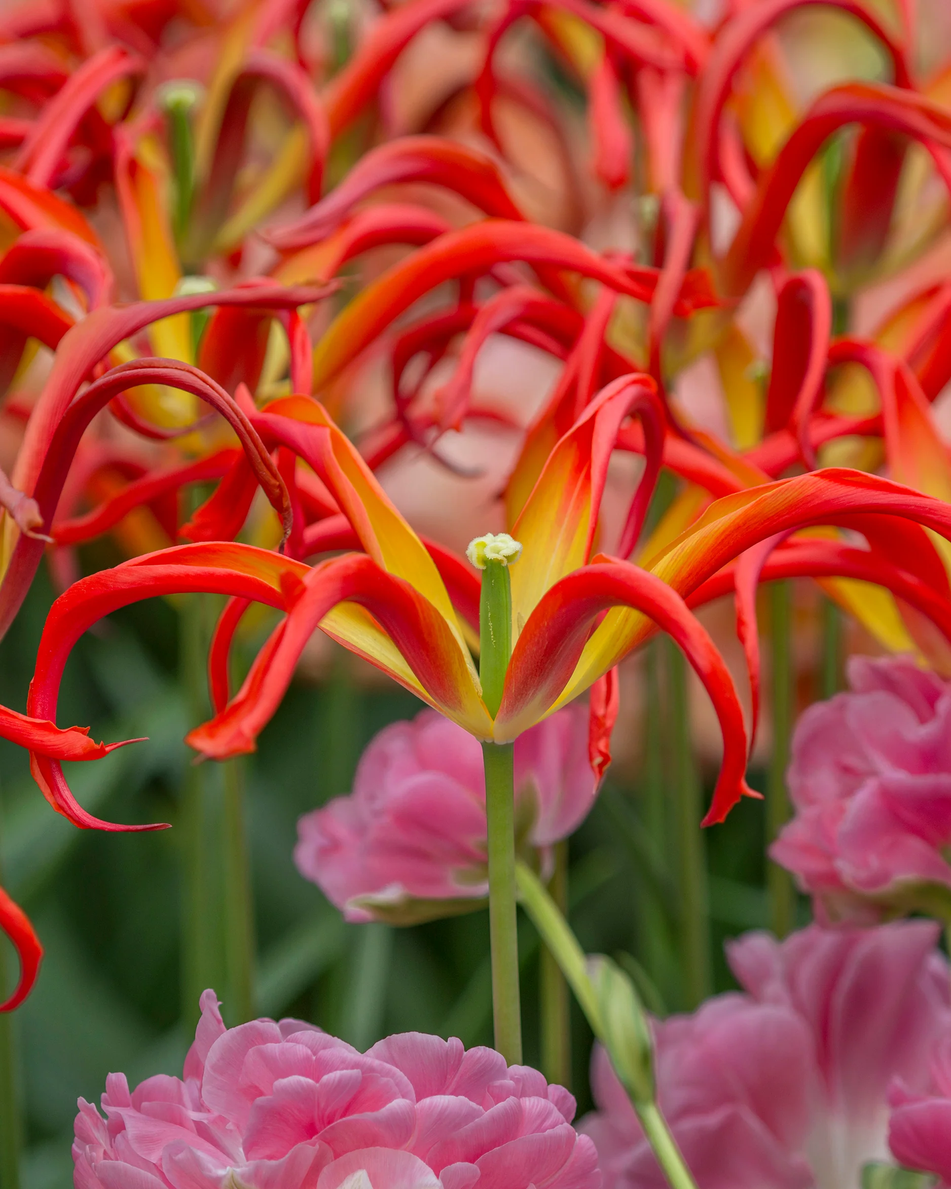 Tulip 'Go Go Red' - Image 3